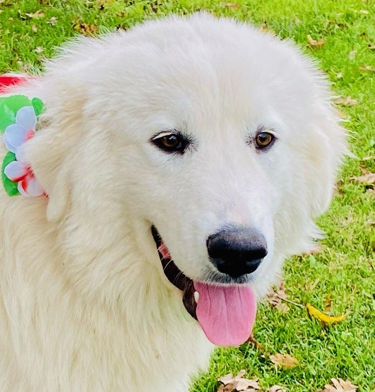 Jasper, a Adoptable Great Pyrenees in Colusa, CA image 1/6