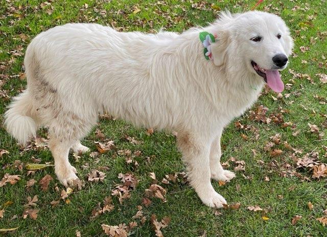 Jasper, a Adoptable Great Pyrenees in Colusa, CA image 6/6