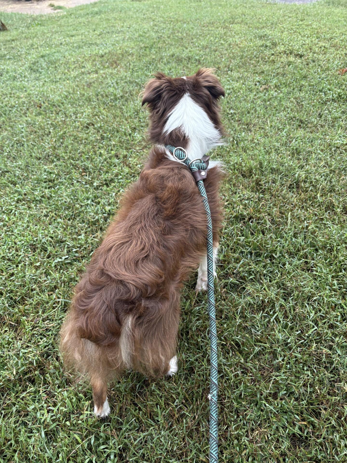 Enlarge Julius, a Adoptable mixed breed in Ashland, VA image 3/4