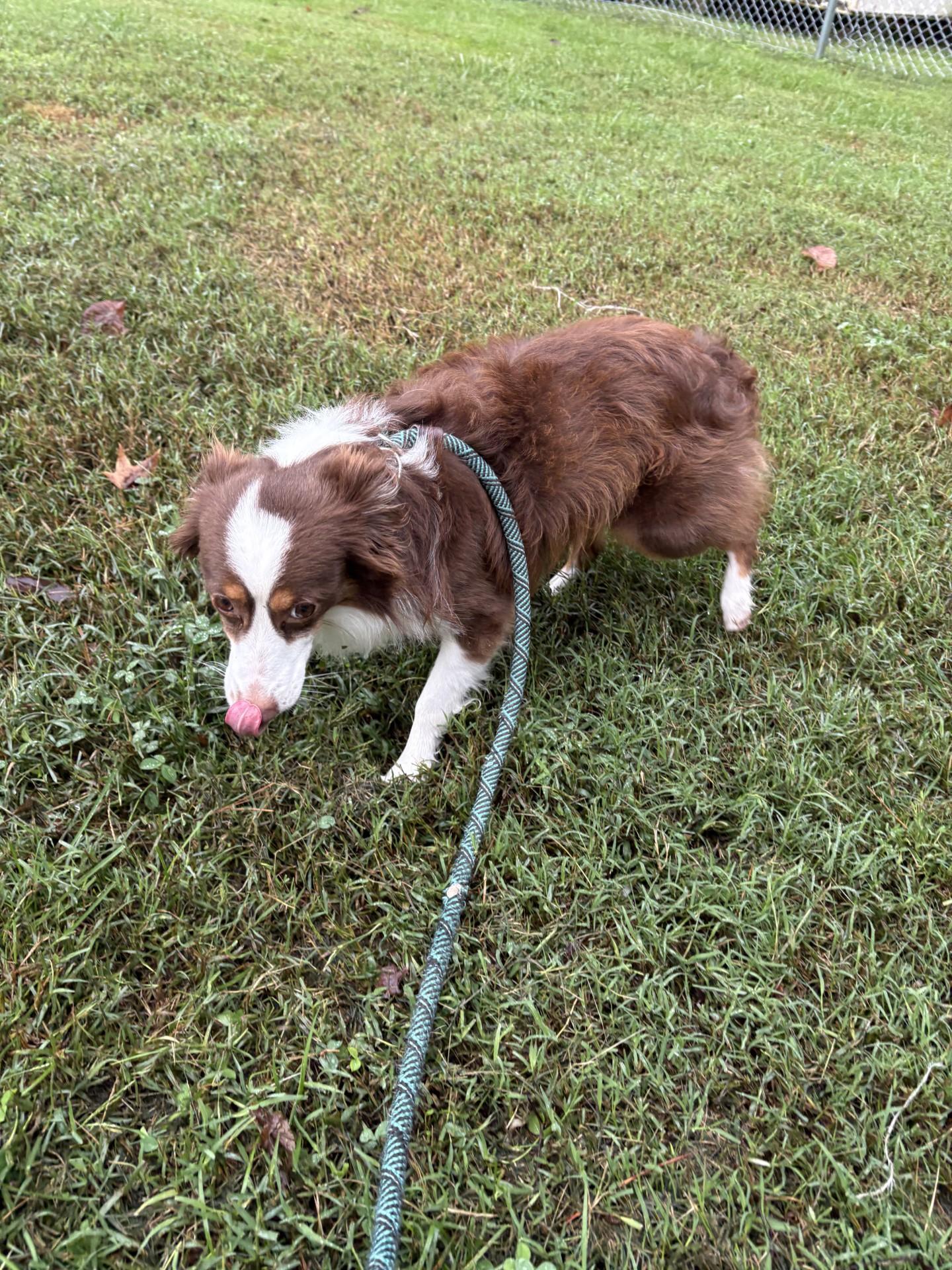 Enlarge Julius, a Adoptable mixed breed in Ashland, VA image 4/4
