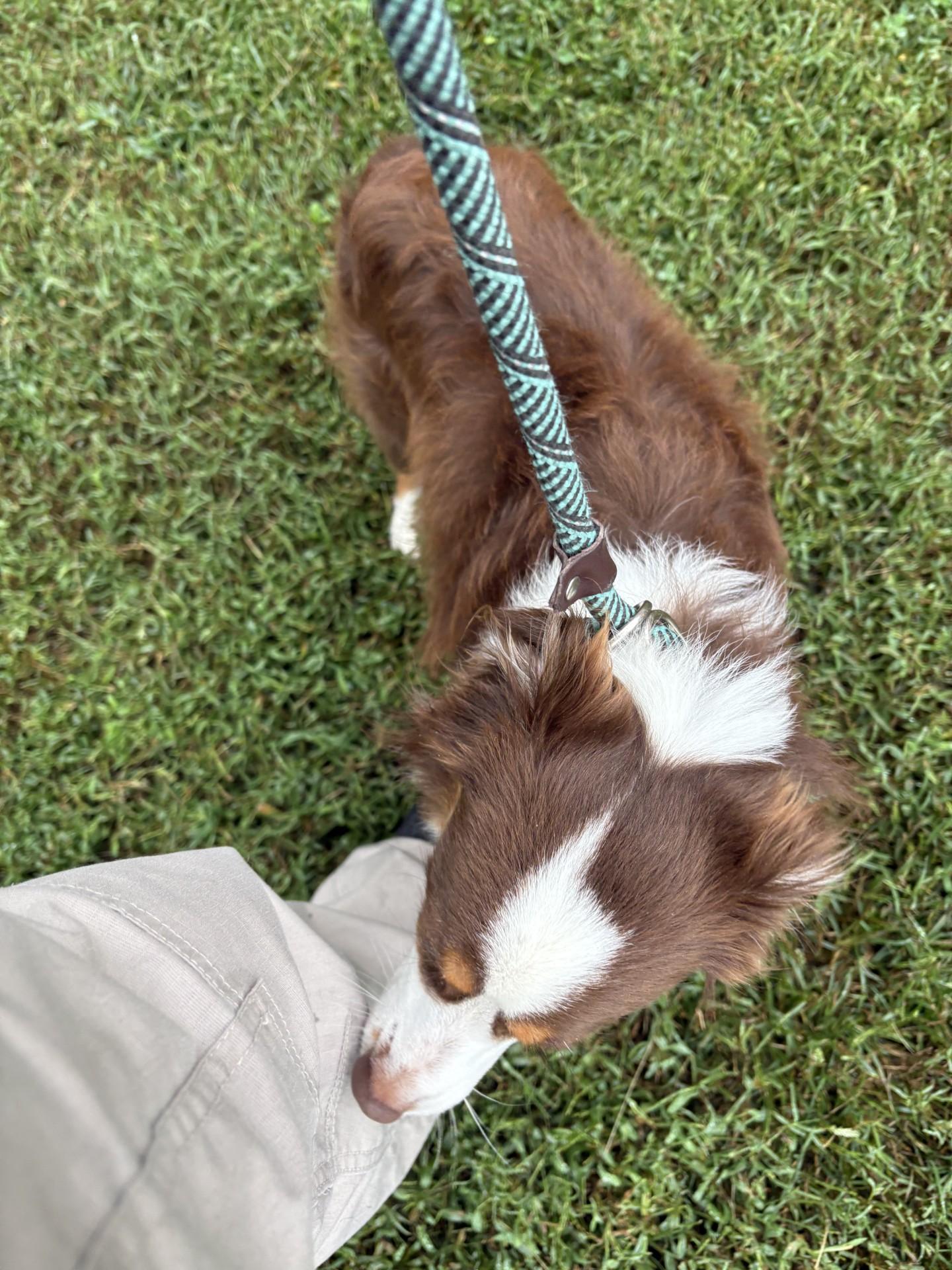 Enlarge Julius, a Adoptable mixed breed in Ashland, VA image 2/4