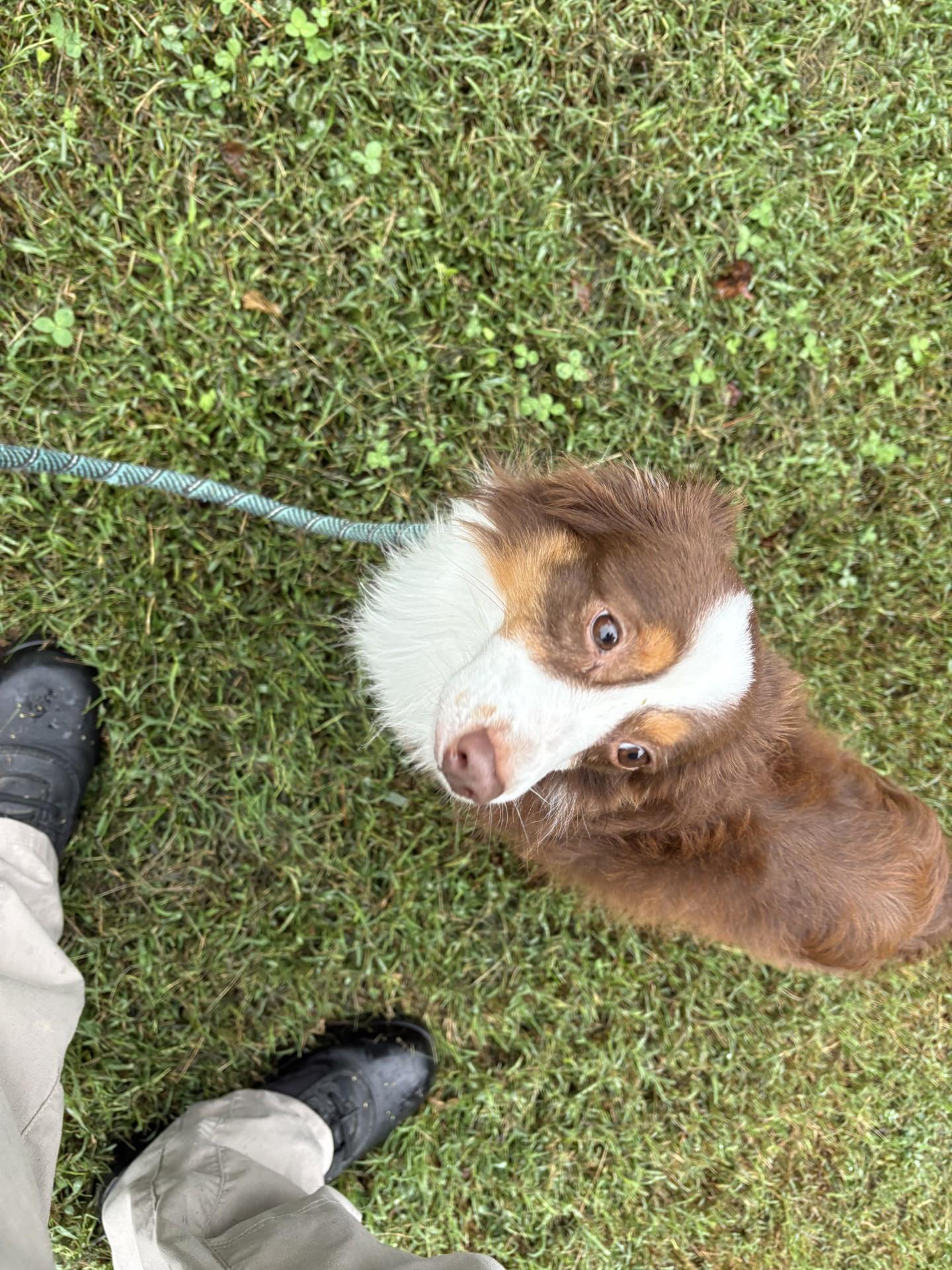Enlarge Julius, a Adoptable mixed breed in Ashland, VA image 1/4