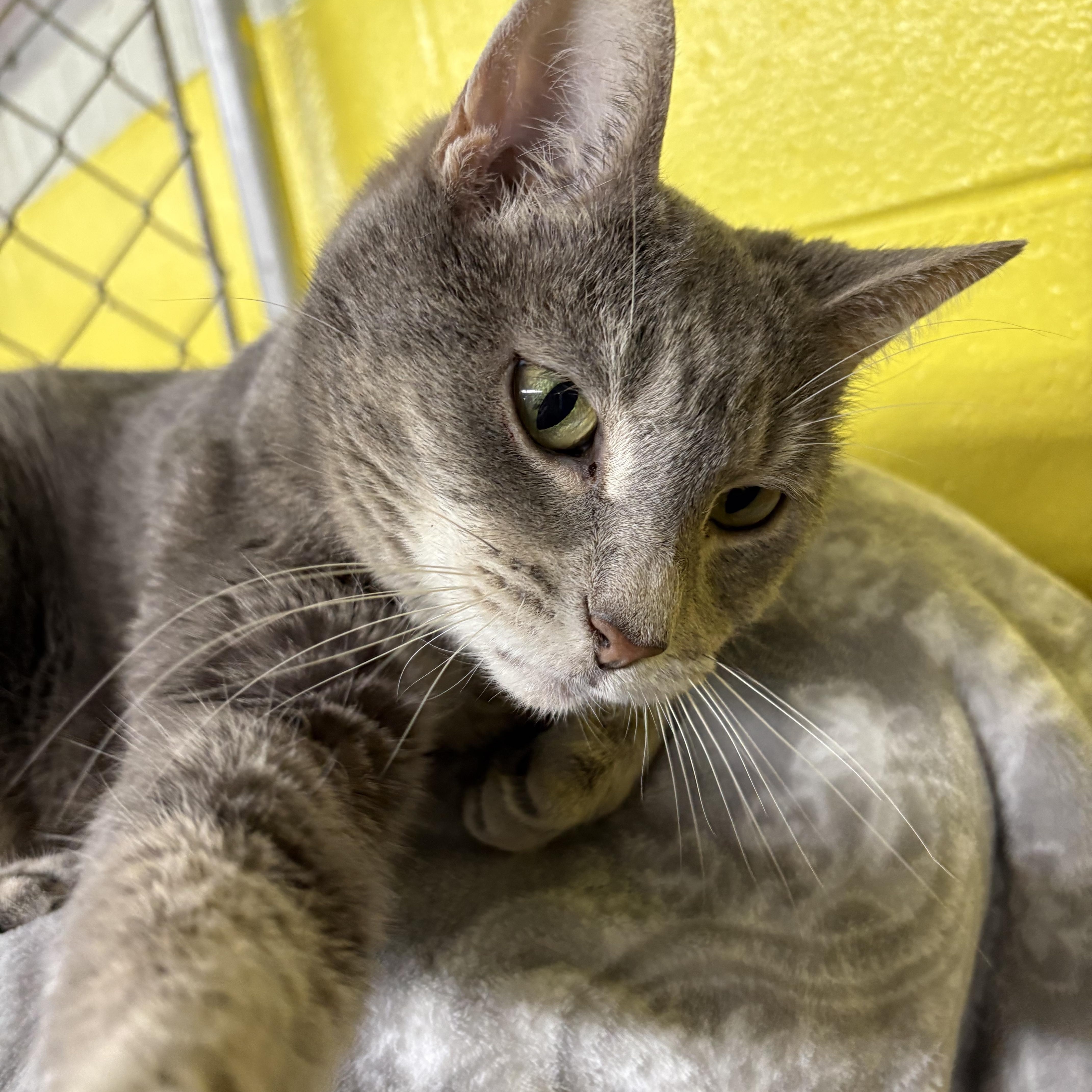 Enlarge Beary, a Adoptable Domestic Short Hair in Wilder, KY image 1/1