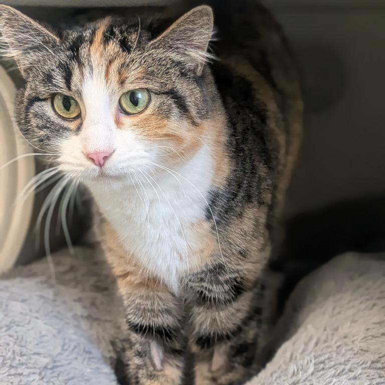 Enlarge Callie - Bonded with Patches, a Adoptable Domestic Short Hair in Prairie du Chien, WI image 1/2