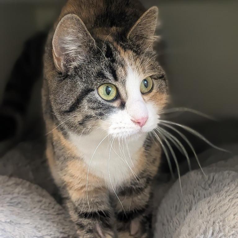 Enlarge Callie - Bonded with Patches, a Adoptable Domestic Short Hair in Prairie du Chien, WI image 2/2