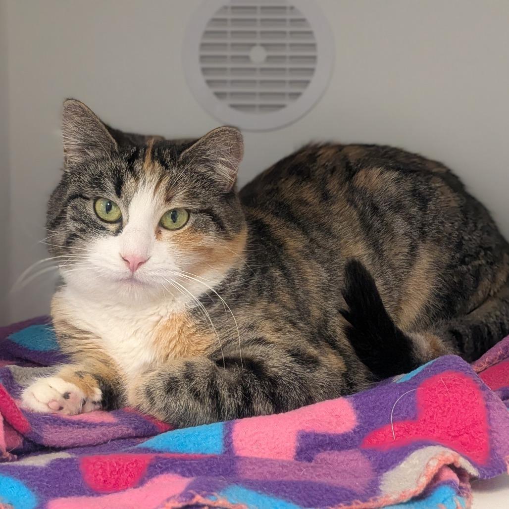 Enlarge Callie - Bonded with Patches, a Adoptable Domestic Short Hair in Prairie du Chien, WI image 2/2