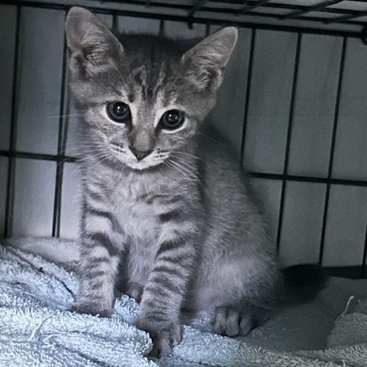 Moonbeam, Adoptable, Young Female Domestic Short Hair.