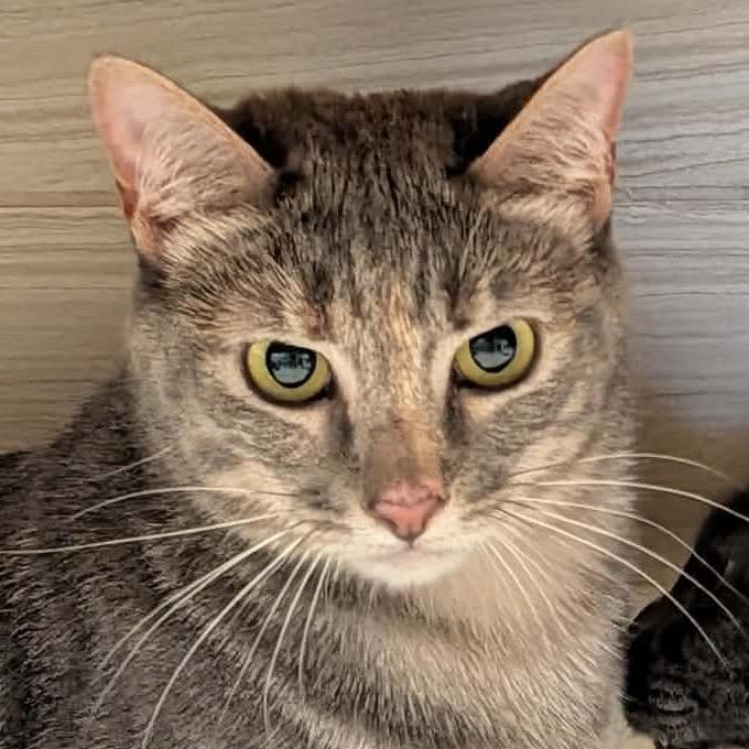 Judy, Adoptable, Adult Female Domestic Short Hair.