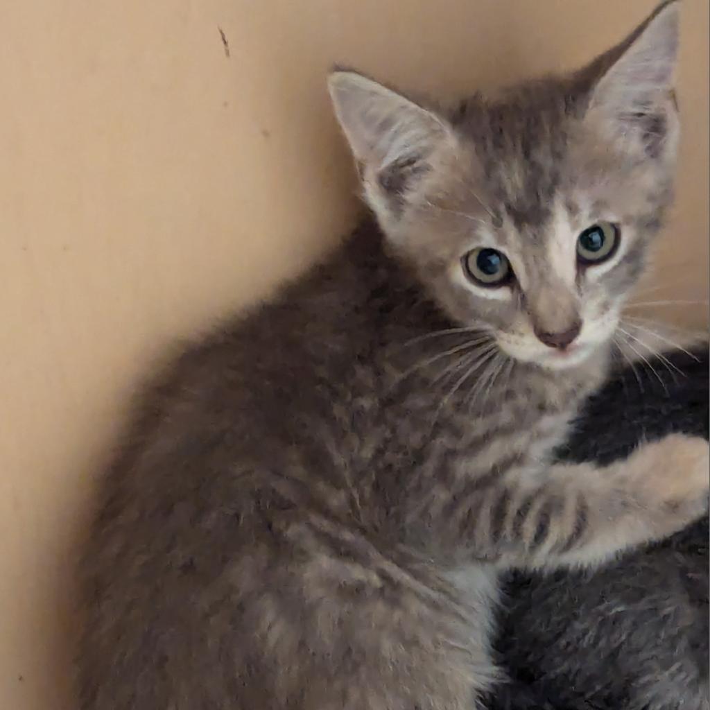 Enlarge Judy, a Adoptable Domestic Short Hair in Leander, TX image 2/4