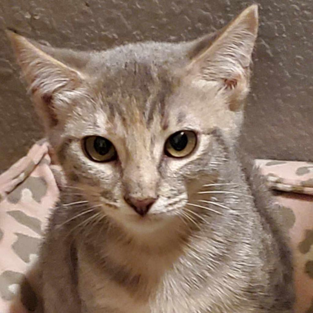 Enlarge Judy, a Adoptable Domestic Short Hair in Leander, TX image 3/4