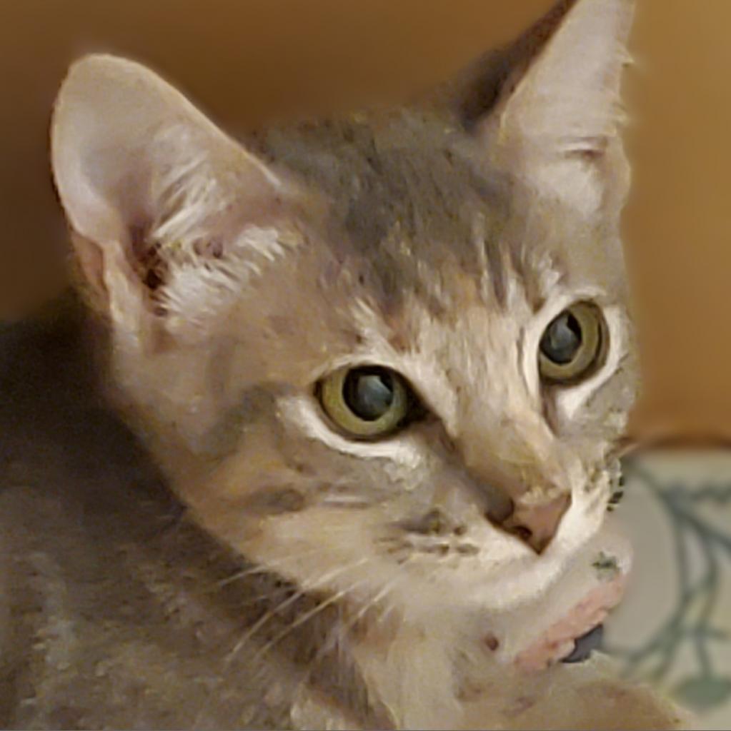 Enlarge Judy, a Adoptable Domestic Short Hair in Leander, TX image 4/4