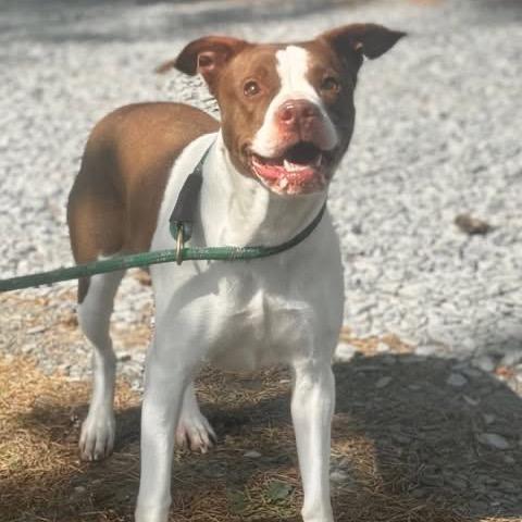 Pebbles, a Adoptable Pit Bull Terrier in Troy, VA image 1/4