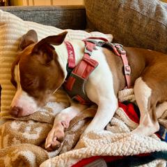 Pebbles, a Adoptable Pit Bull Terrier in Troy, VA image 2/6