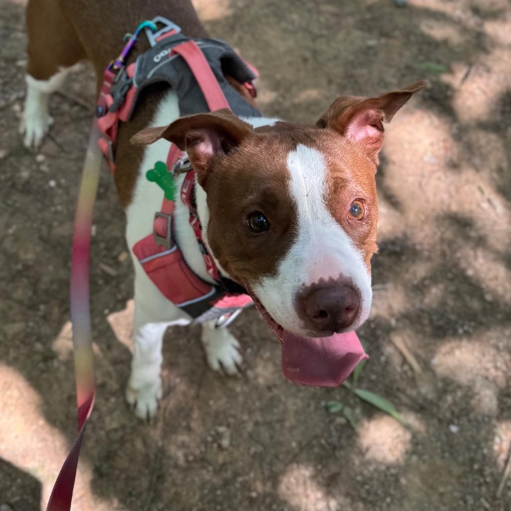 Pebbles, a Adoptable Pit Bull Terrier in Troy, VA image 2/4