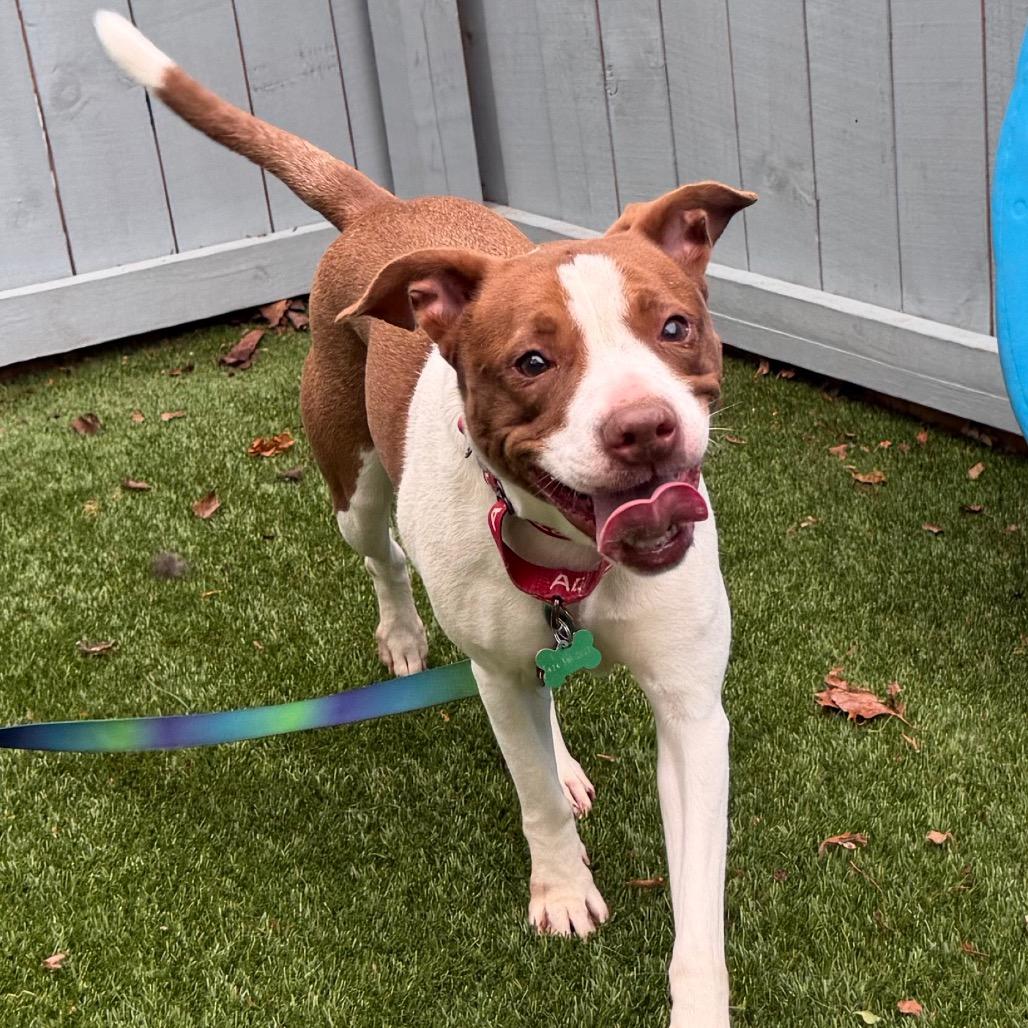 Pebbles, a Adoptable Pit Bull Terrier in Troy, VA image 3/4