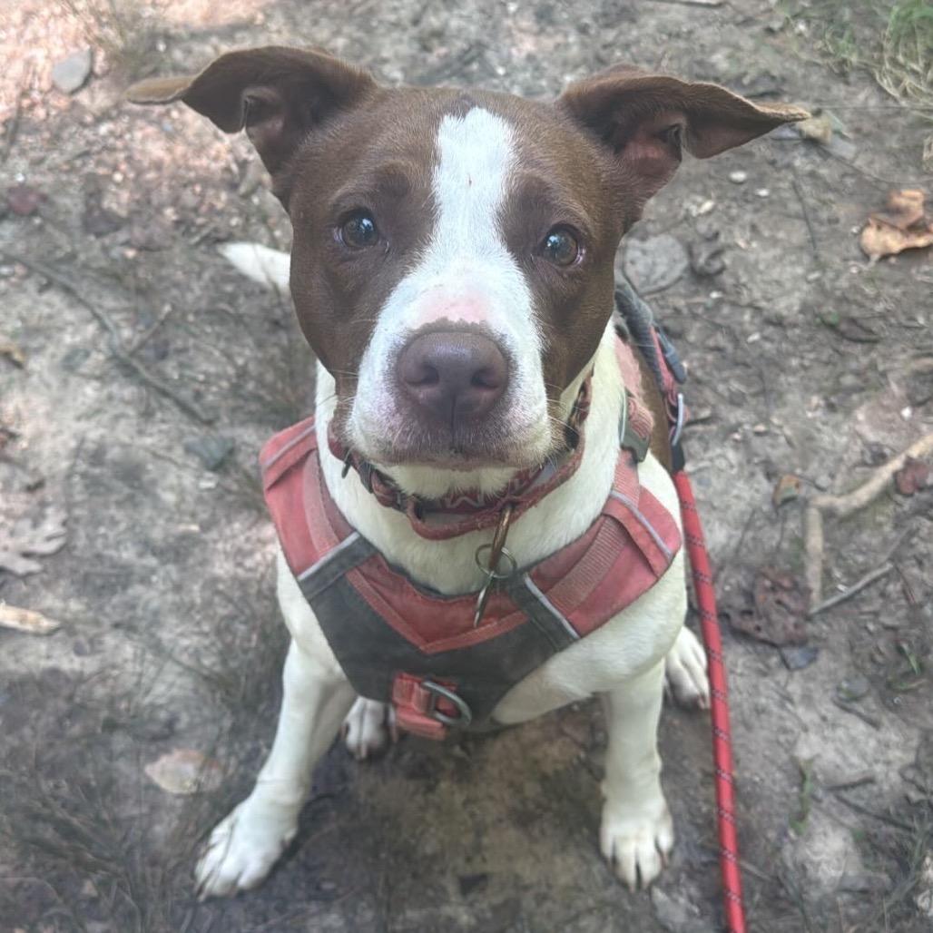 Enlarge Pebbles, a Adoptable Pit Bull Terrier in Troy, VA image 3/6