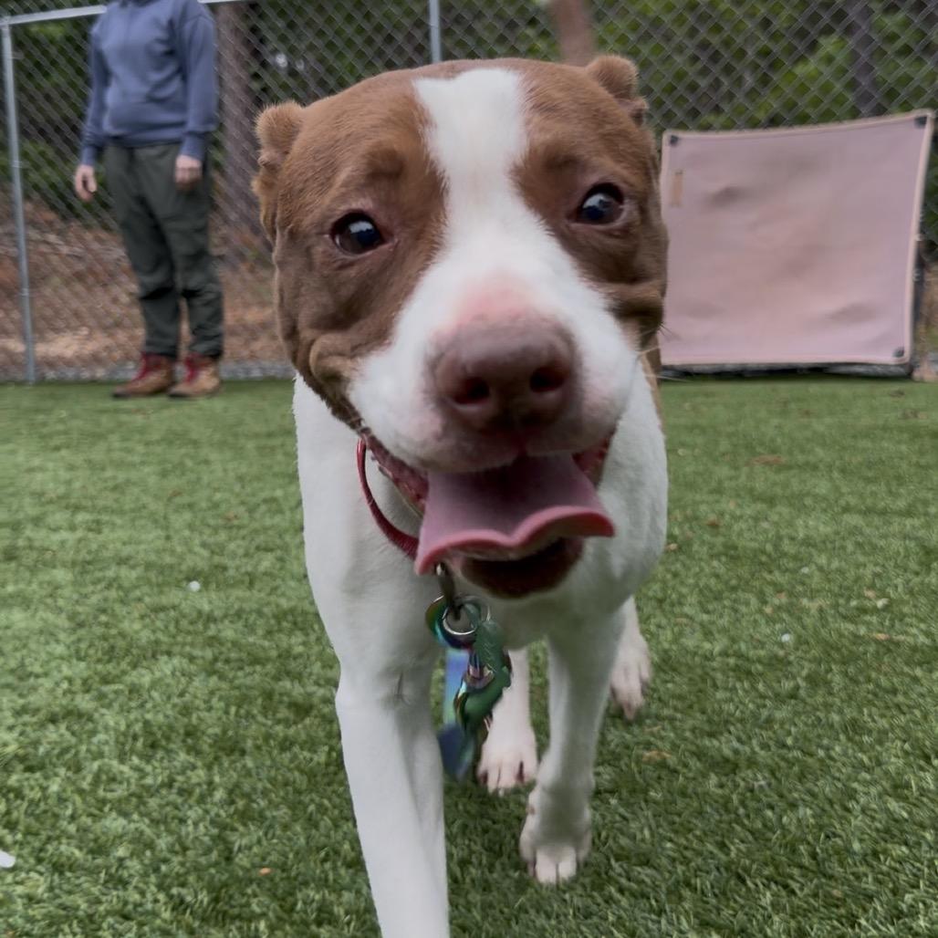 Pebbles, a Adoptable Pit Bull Terrier in Troy, VA image 4/4