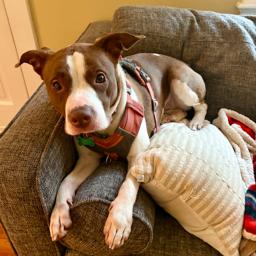 Pebbles, a Adoptable Pit Bull Terrier in Troy, VA image 6/6