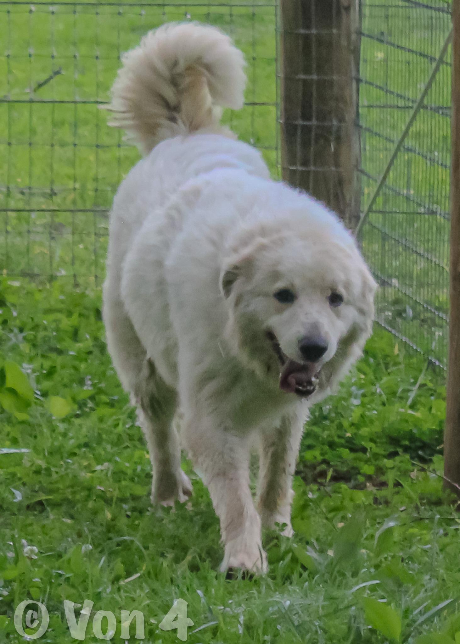 Dolly