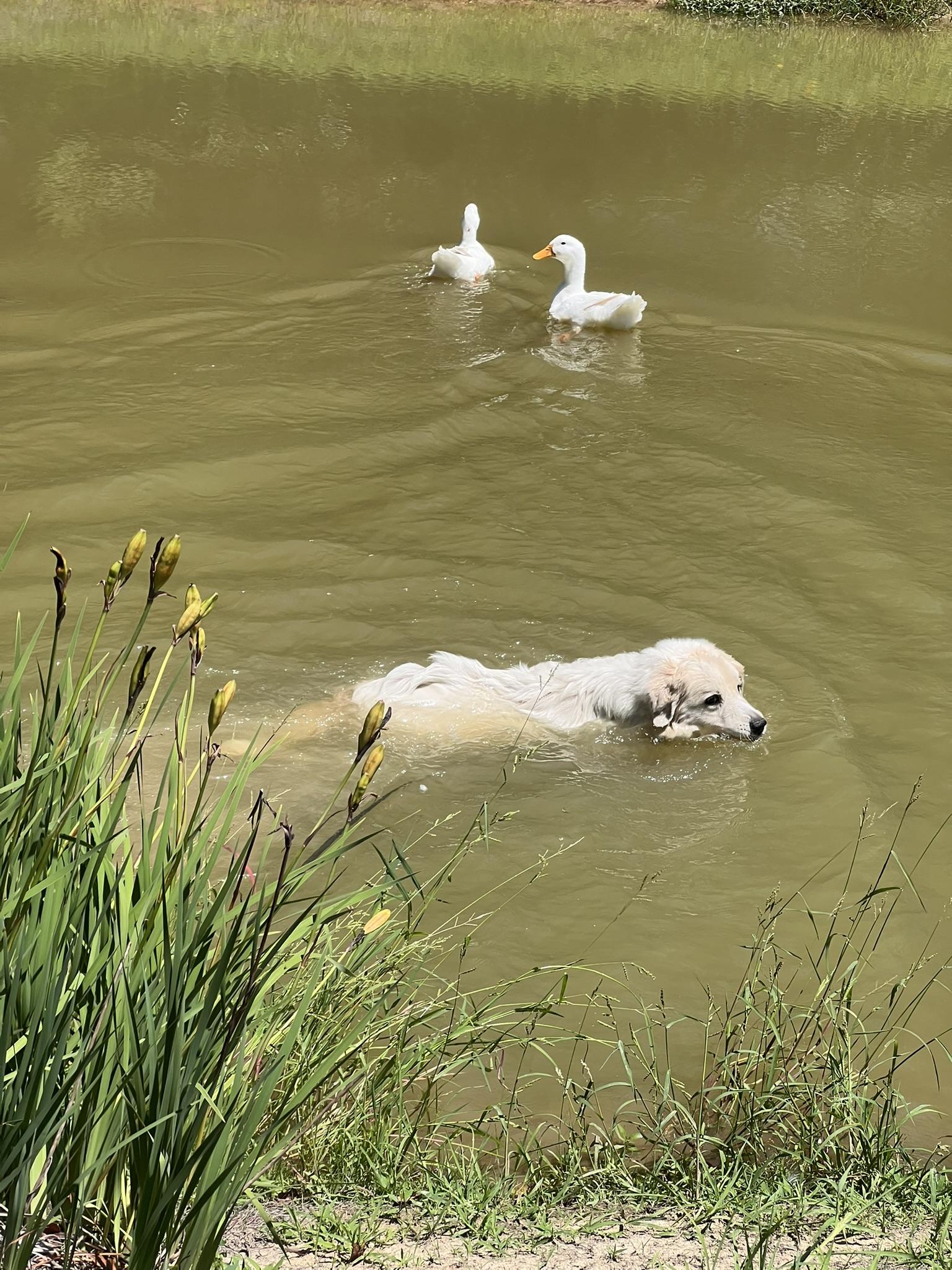 Dolly photo 4