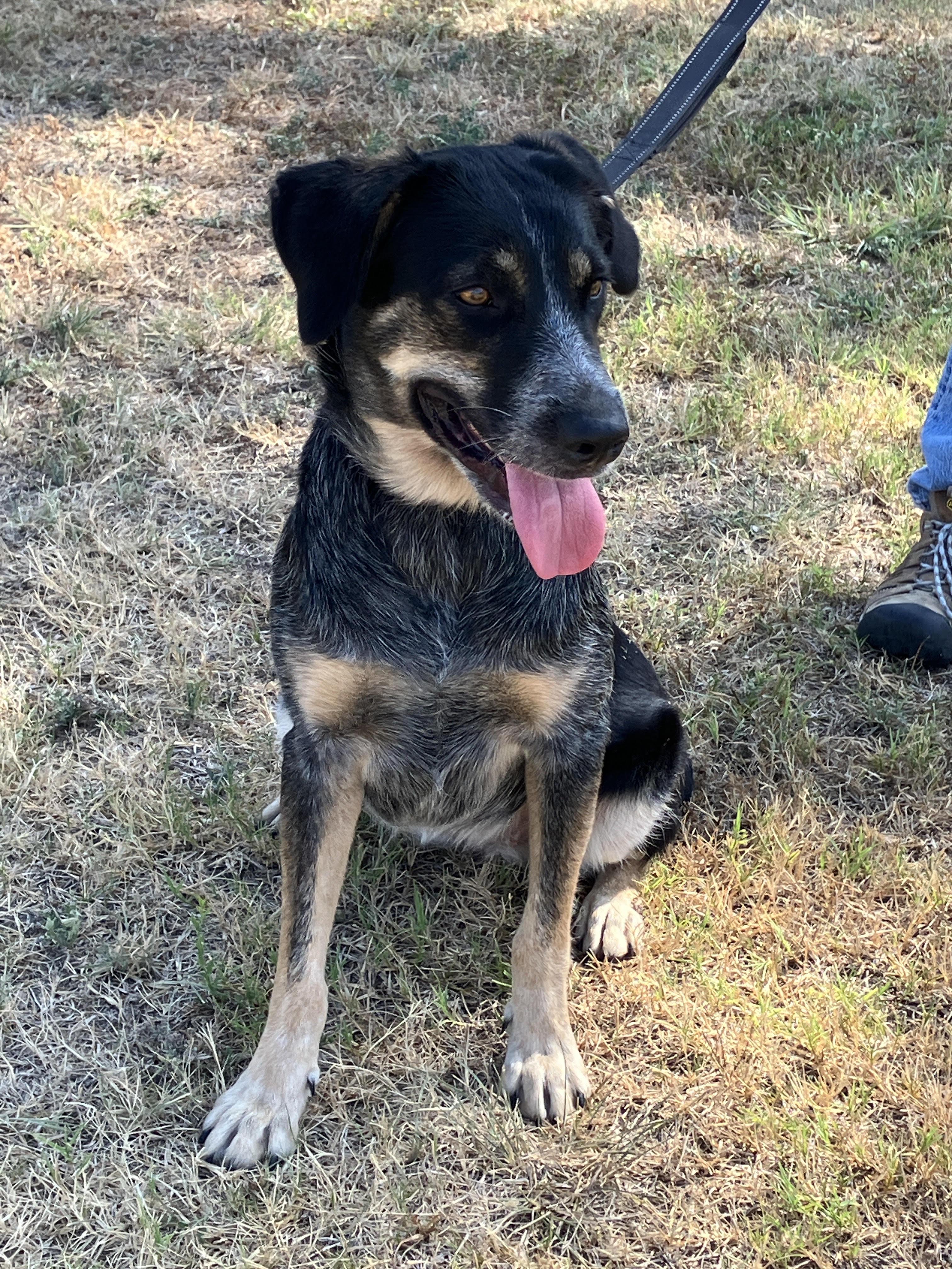 SWEETIE-So Sweet, Adoptable, Young Female Anatolian Shepherd & Mixed Breed.