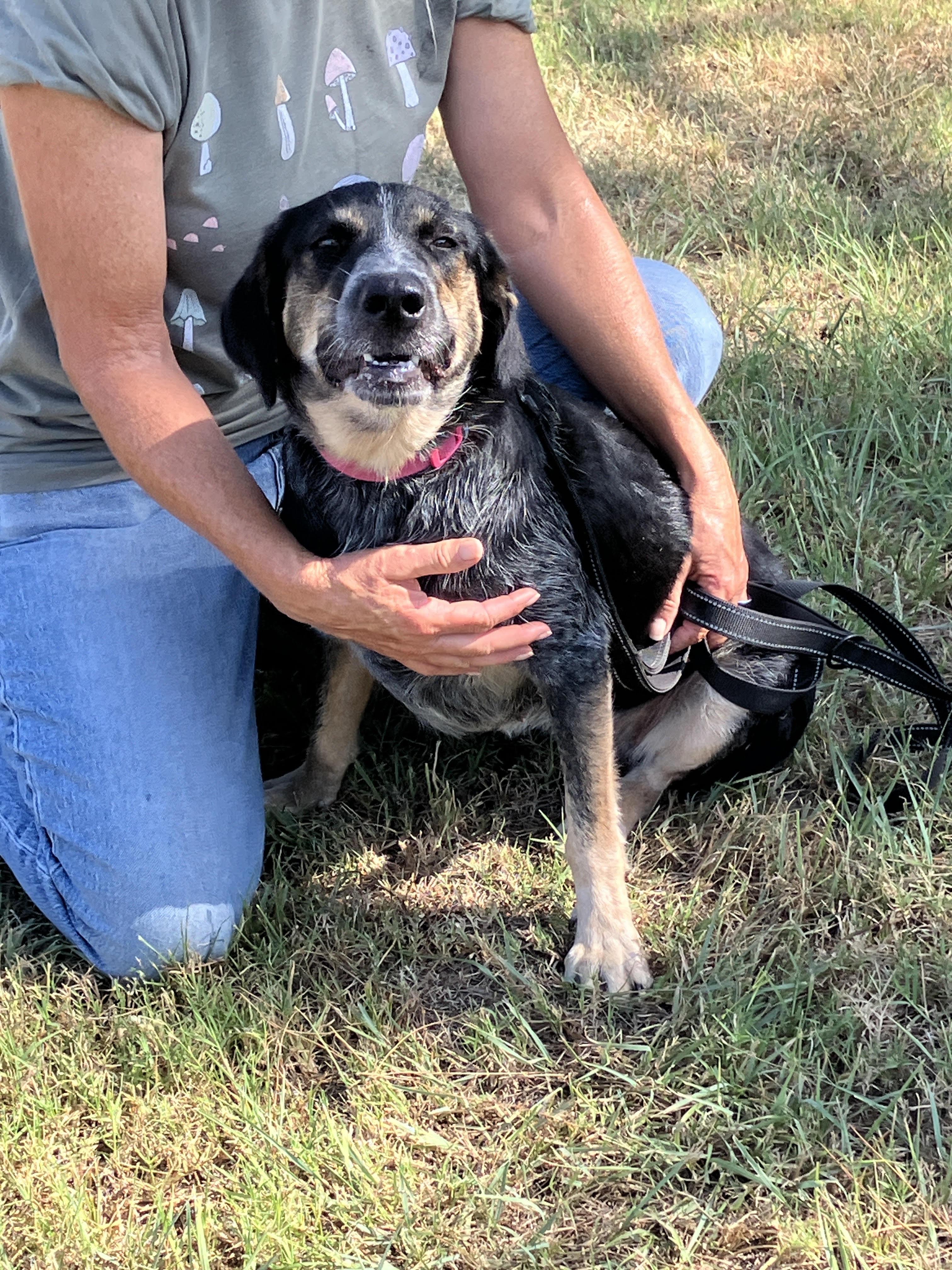 Enlarge SWEETIE-So Sweet, a Adoptable mixed breed in Ellington, CT image 4/6