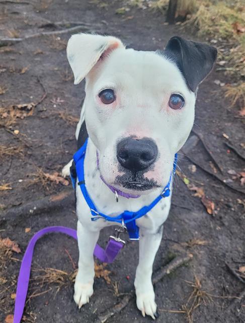 Enlarge KUVA, a Adoptable mixed breed in Centerville, MA image 1/1