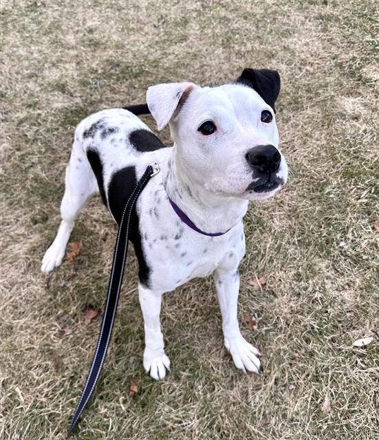 KUVA, Adoptable, Senior Female Pit Bull Terrier & Mixed Breed.