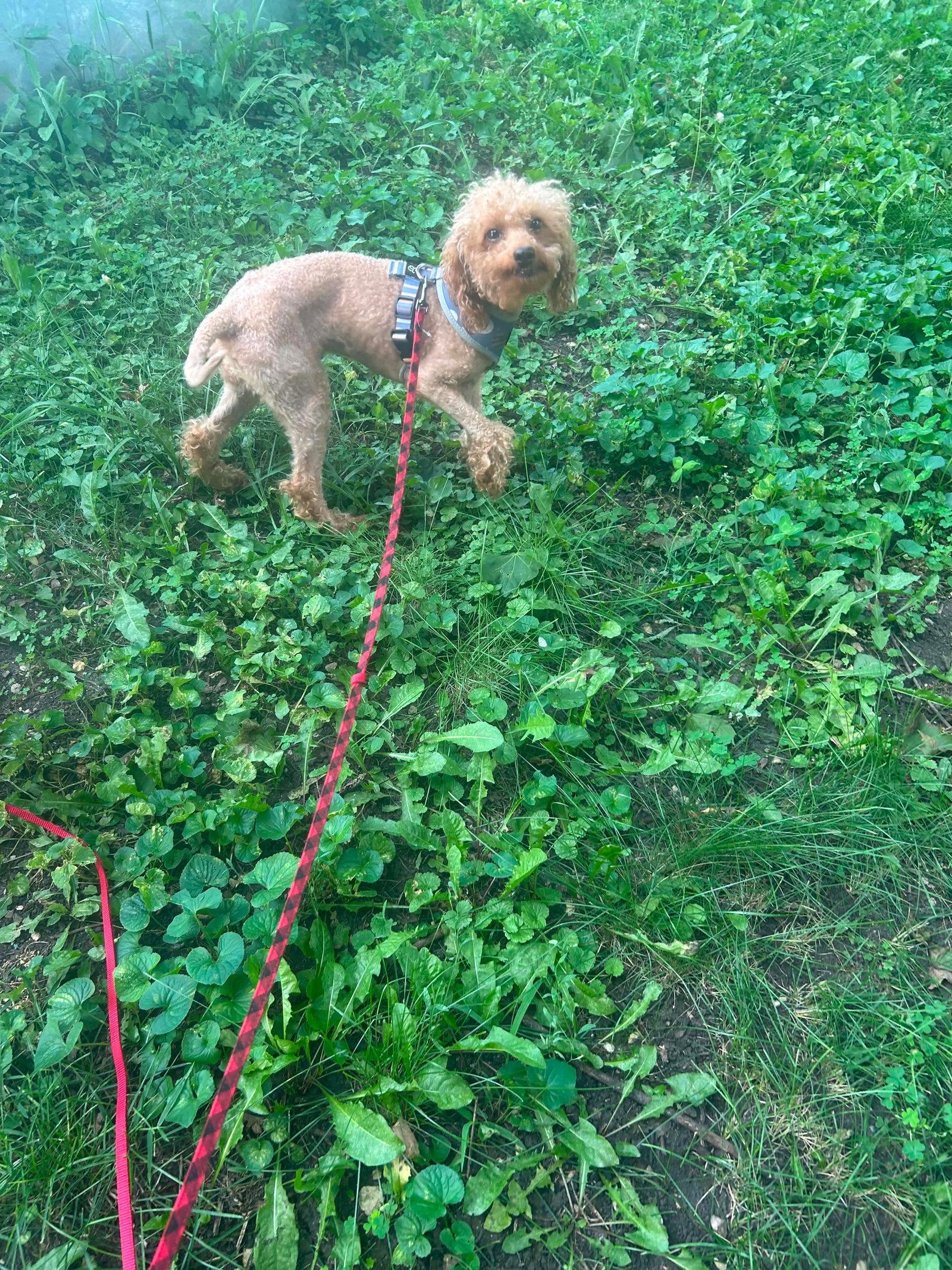 Enlarge Bonnie, a Adoptable Poodle in hinckley, IL image 1/3