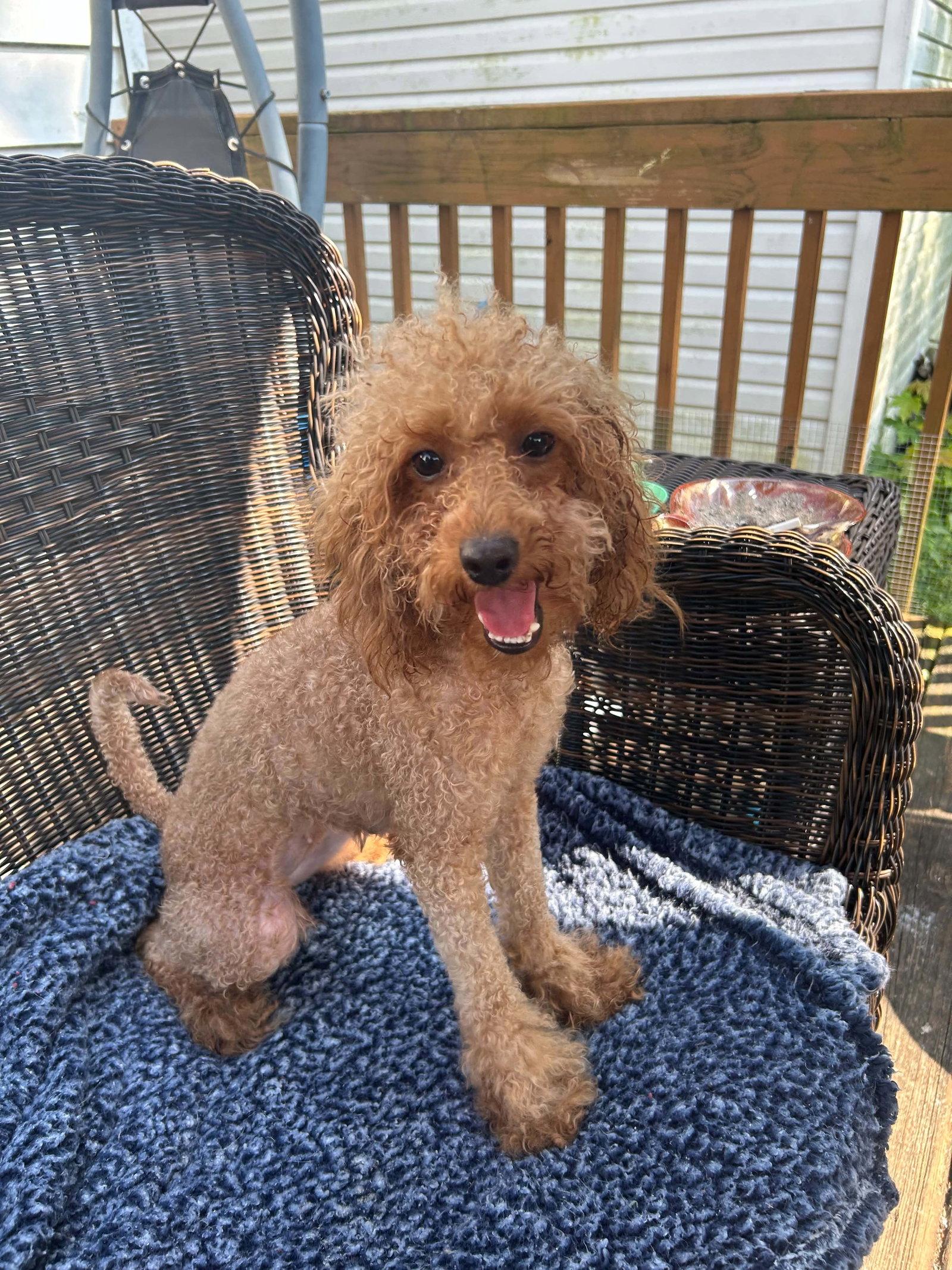 Enlarge Bonnie, a Adoptable Poodle in hinckley, IL image 2/3