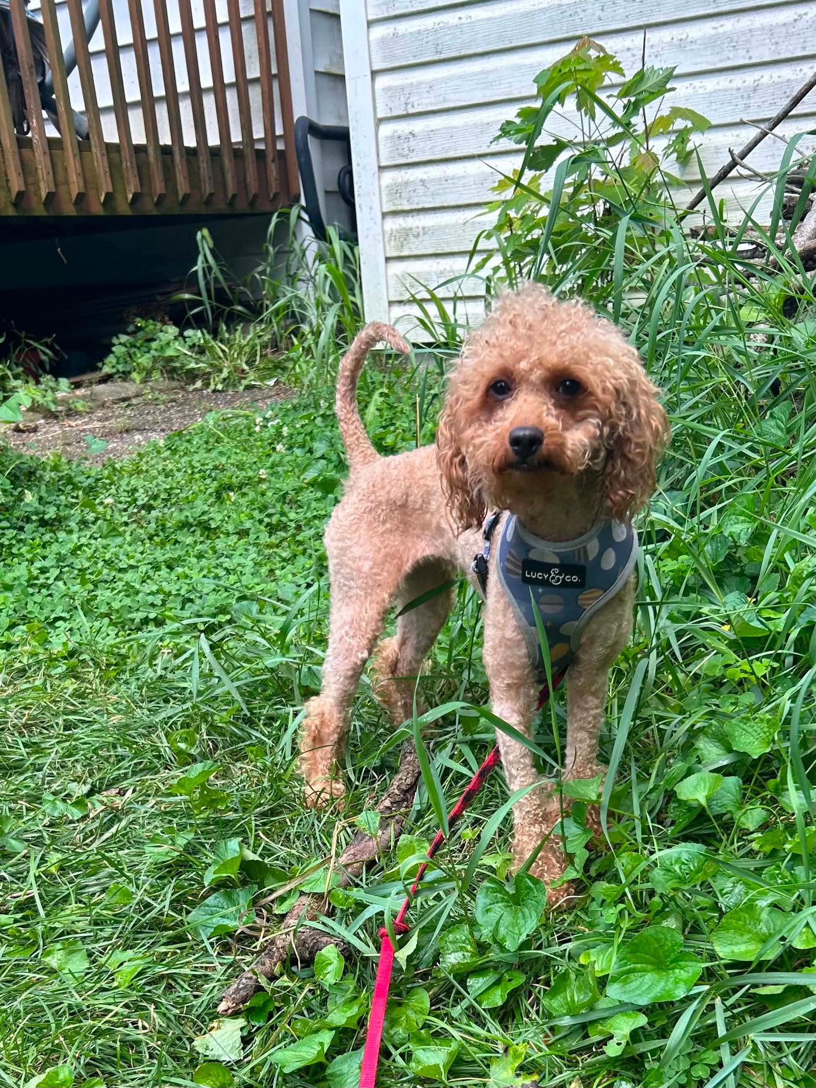 Enlarge Bonnie, a Adoptable Poodle in hinckley, IL image 3/3