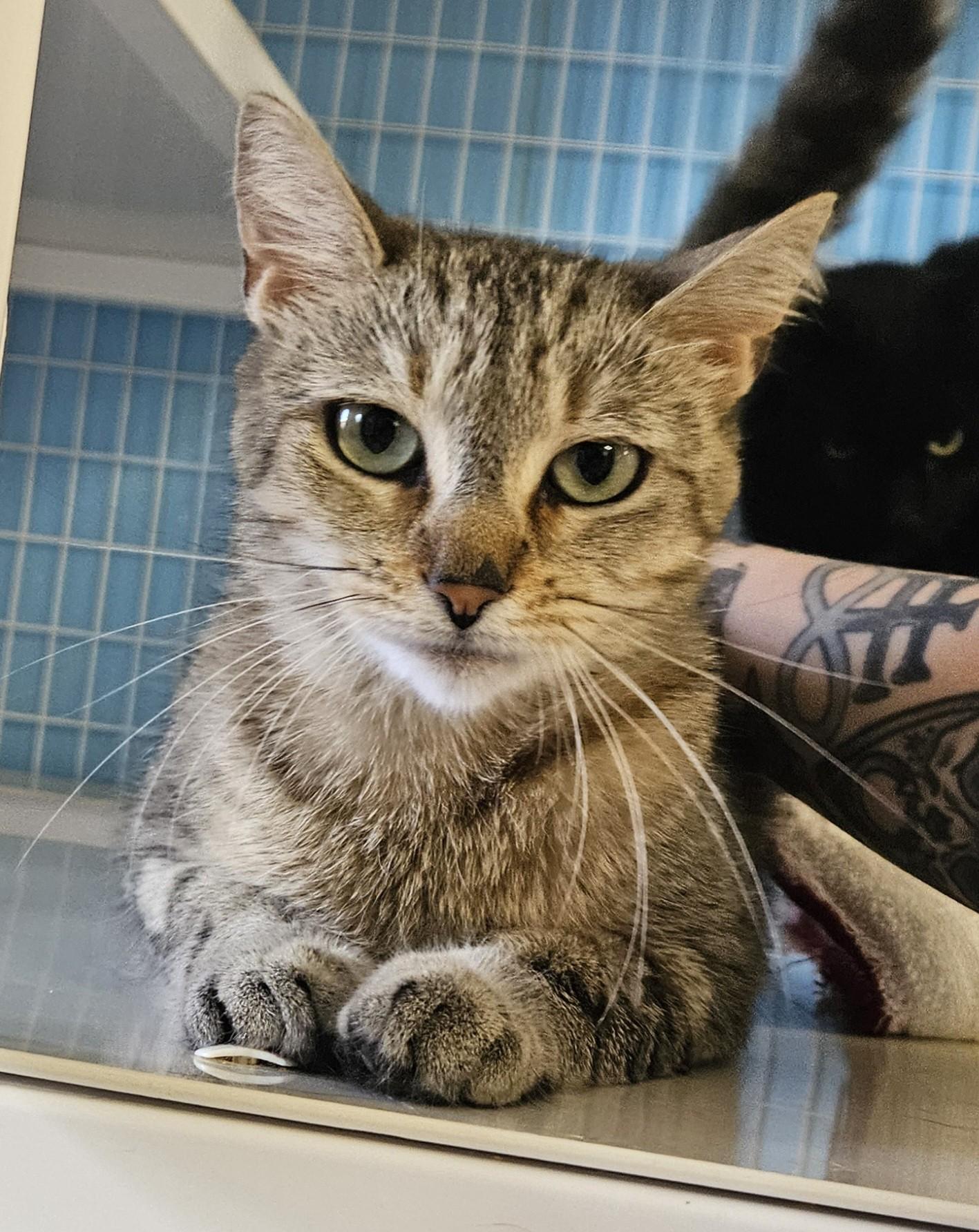 Enlarge Dabby, a ADOPTABLE Domestic Medium Hair in Claremont, NH image 1/1