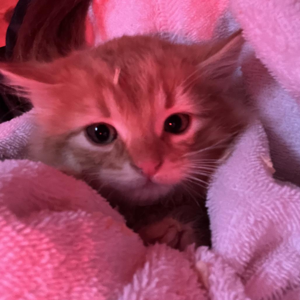 Enlarge Pringle, a Adoptable Domestic Medium Hair in Wadena, MN image 1/2