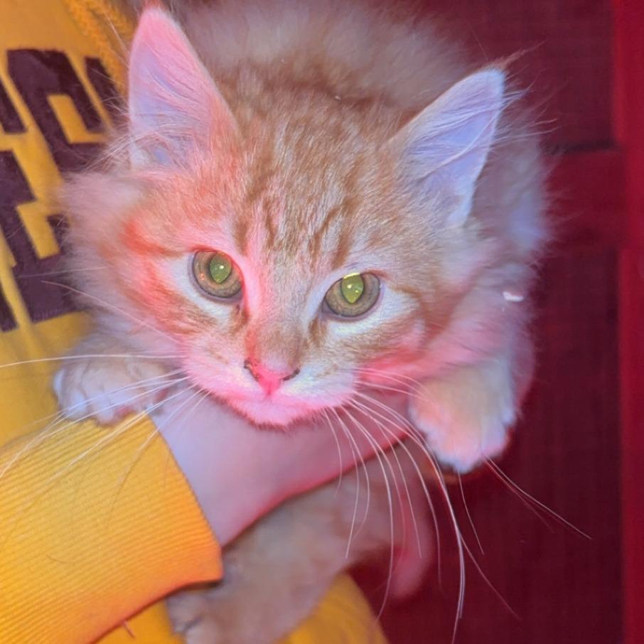 Enlarge Pringle, a Adoptable Domestic Medium Hair in Wadena, MN image 2/2