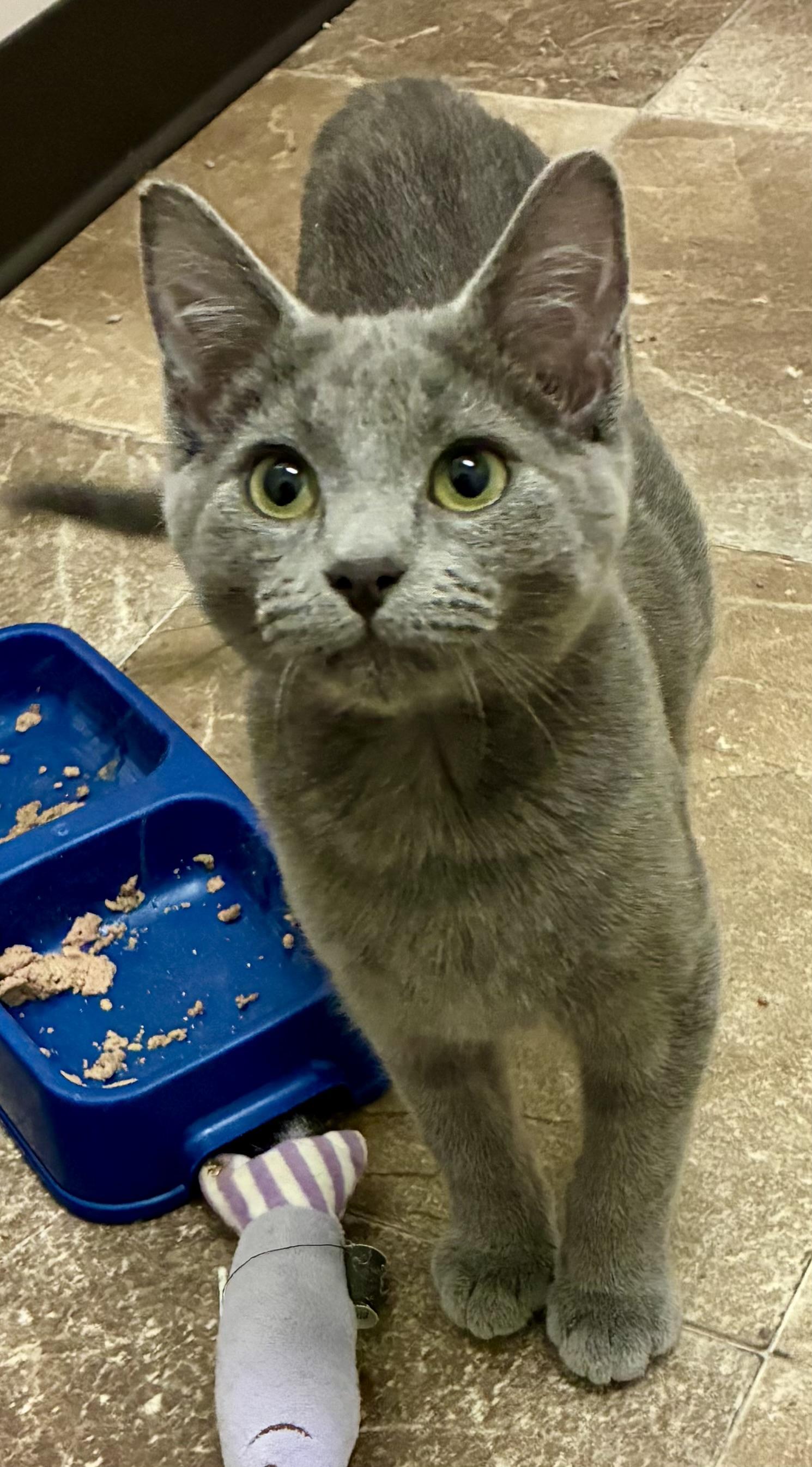 JELLY BEAN, a ADOPTABLE Domestic Short Hair in Louisa, KY image 2/4