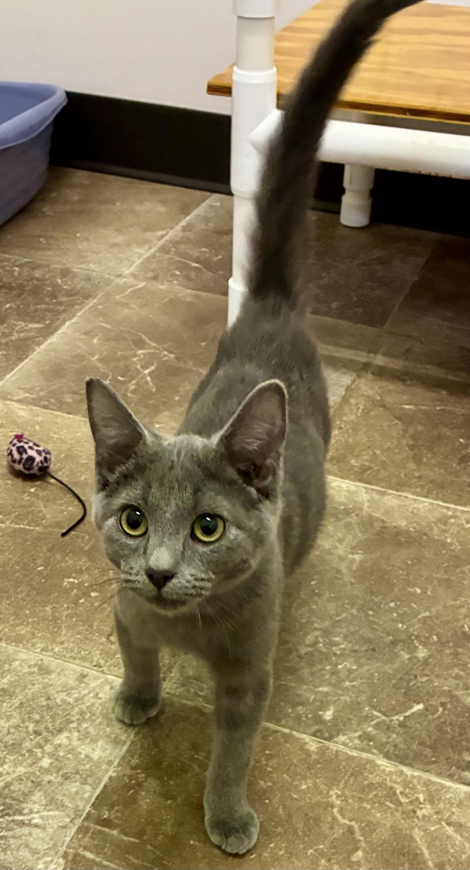 JELLY BEAN, a ADOPTABLE Domestic Short Hair in Louisa, KY image 1/4