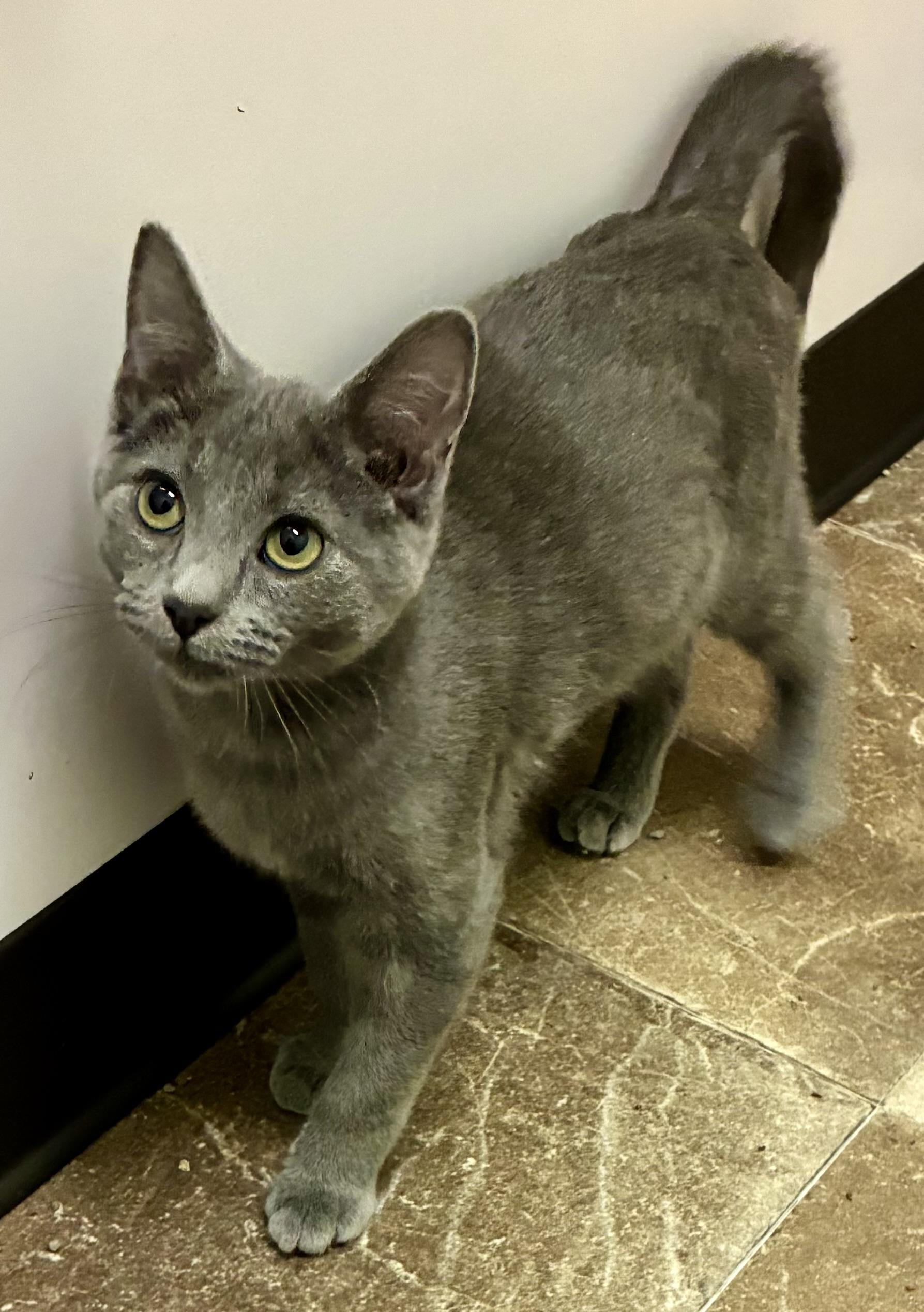 JELLY BEAN, a ADOPTABLE Domestic Short Hair in Louisa, KY image 4/4