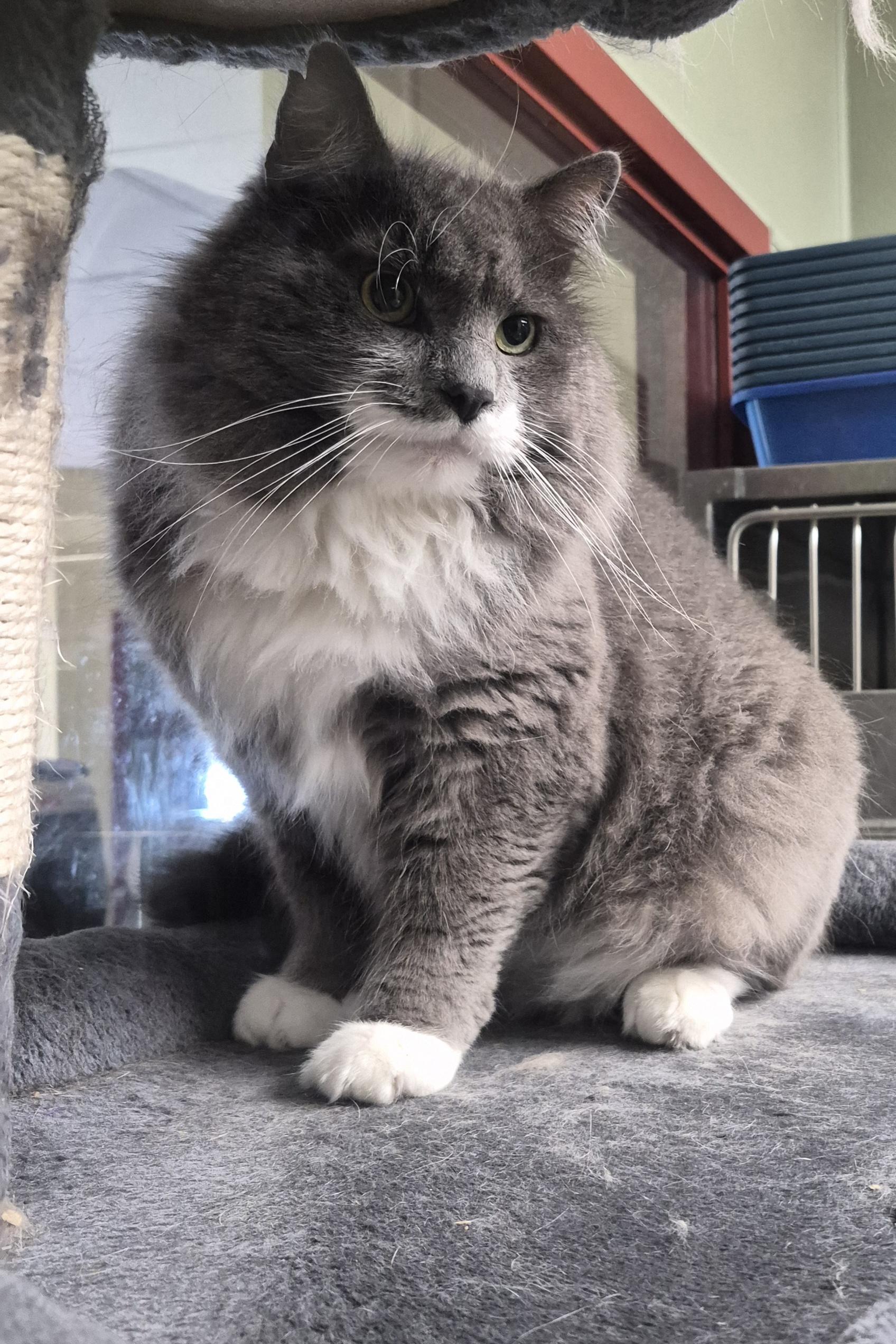 Al Pacino, ADOPTABLE, Adult Male Domestic Long Hair.