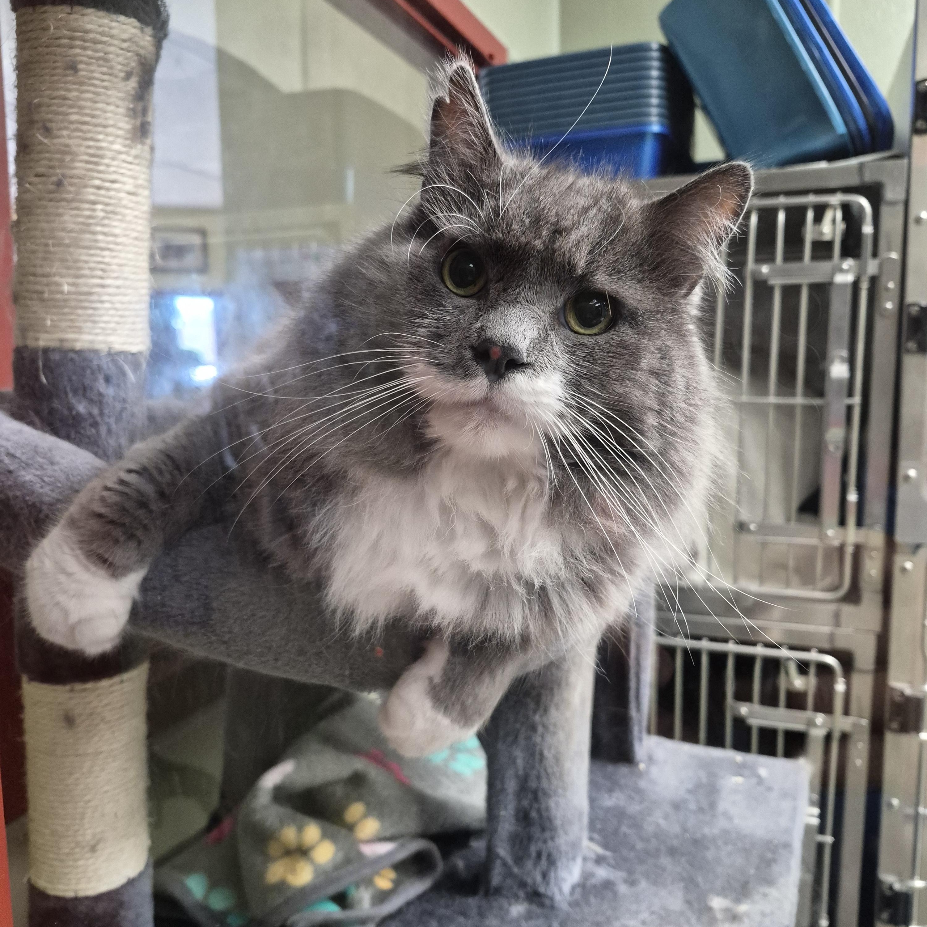 Al Pacino, a ADOPTABLE Domestic Long Hair in Warwick, RI image 2/2