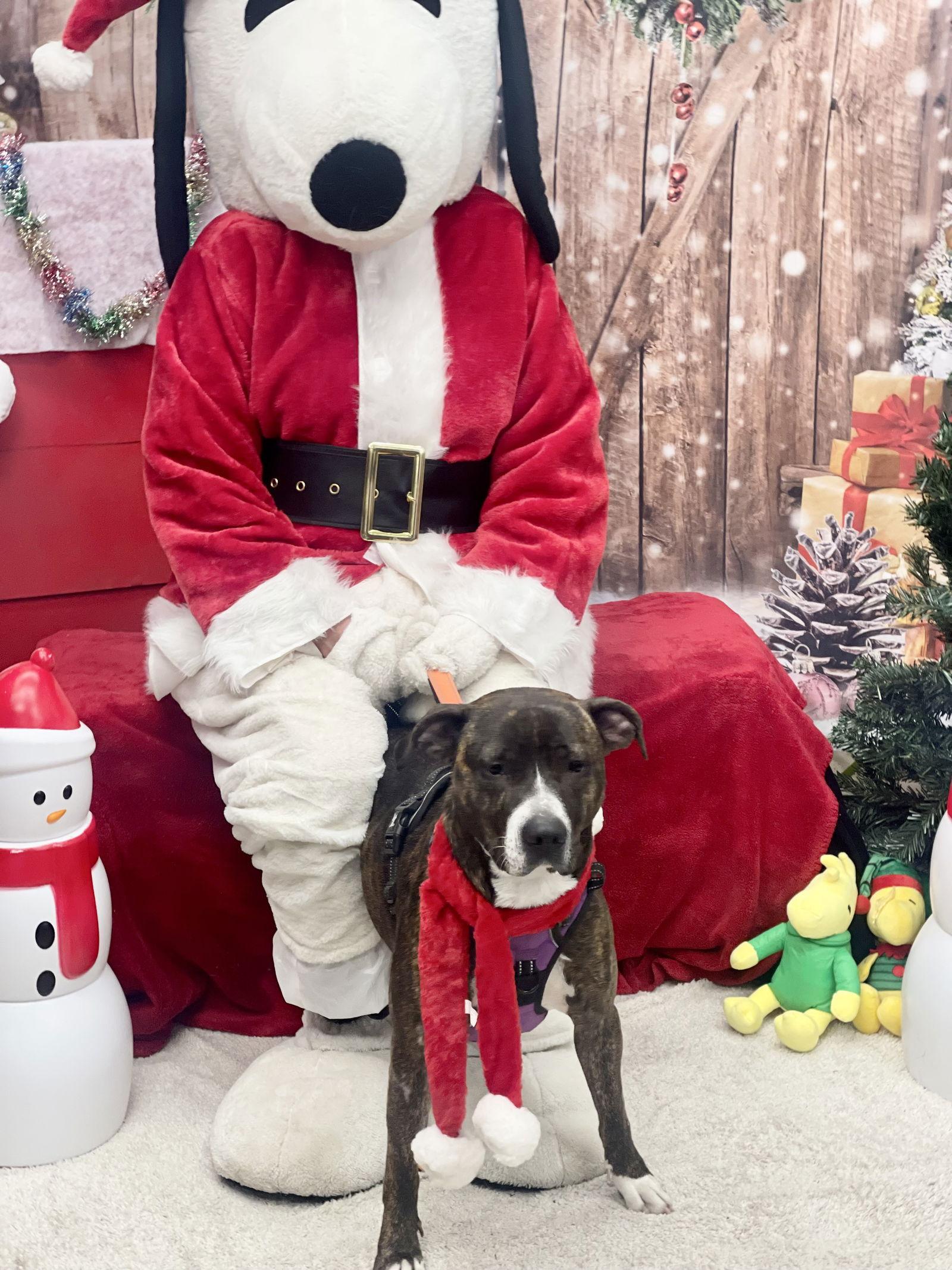 River, Adopted, Adult Female Terrier & Hound.