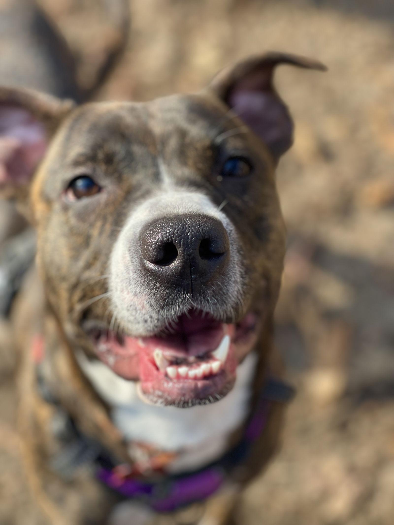 Enlarge River, a Adopted mixed breed in Blackwood, NJ image 2/3