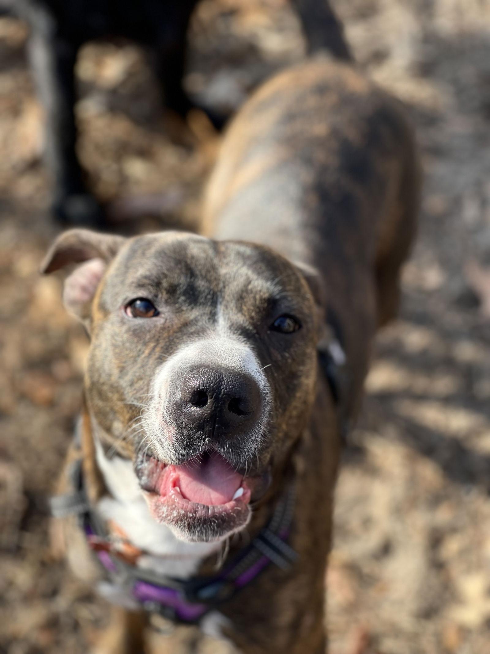 Enlarge River, a Adopted mixed breed in Blackwood, NJ image 3/3