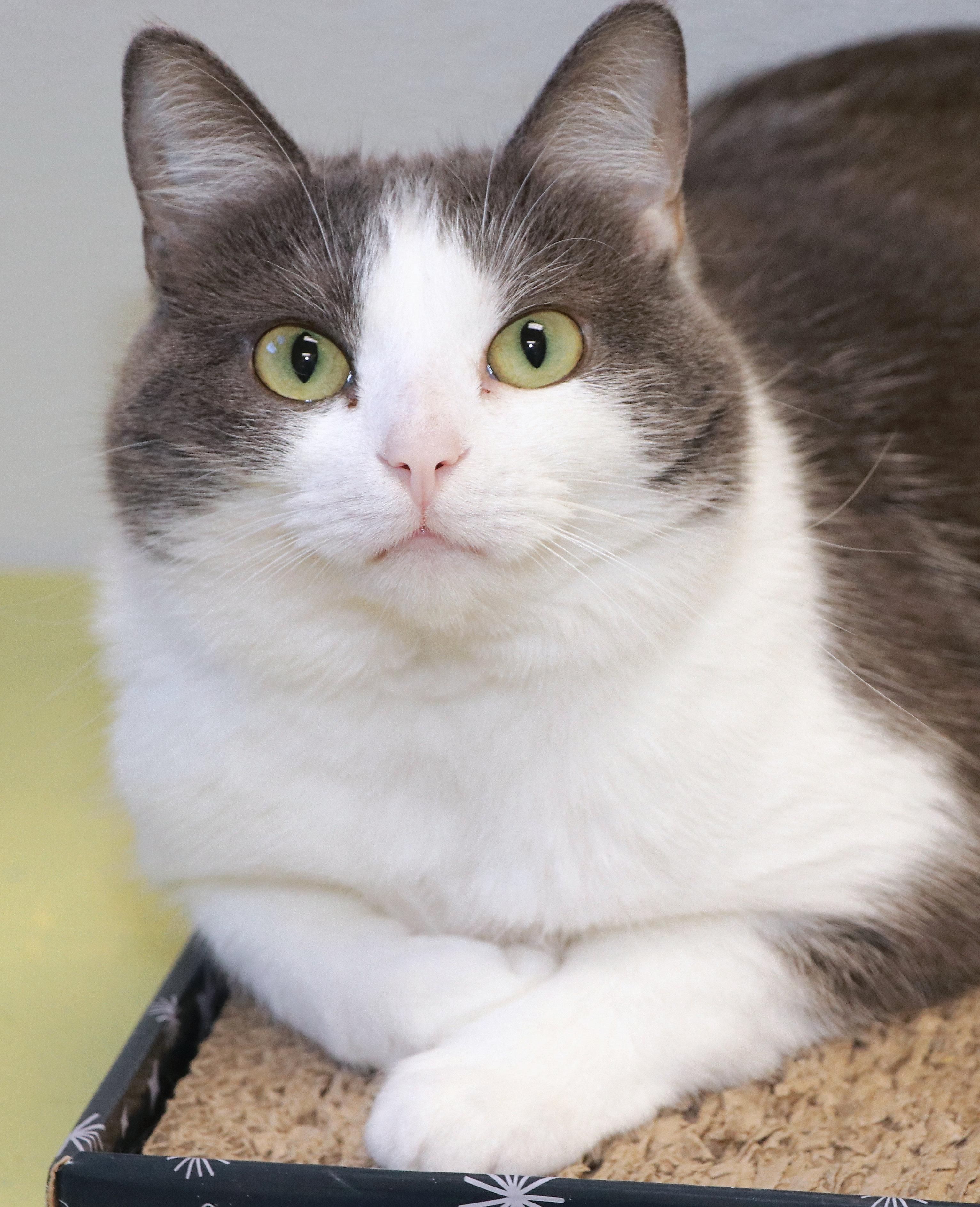 Enlarge Patsy, a Adoptable Domestic Short Hair in Cincinnati, OH image 1/2