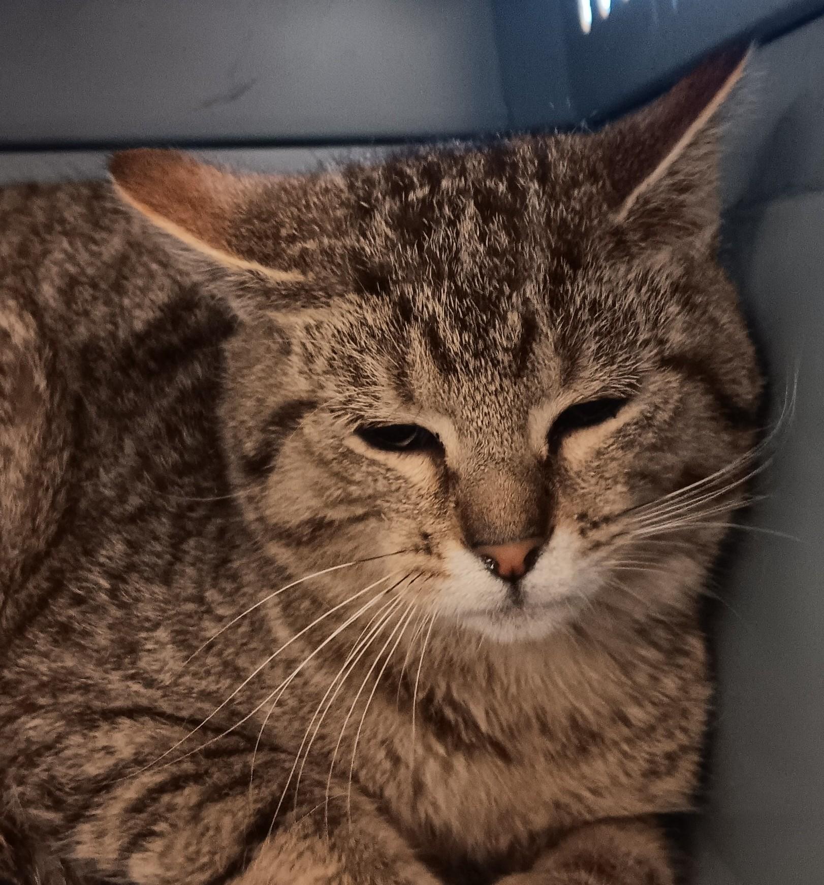 Enlarge Marco, a ADOPTABLE Domestic Short Hair in New Castle, IN image 1/1