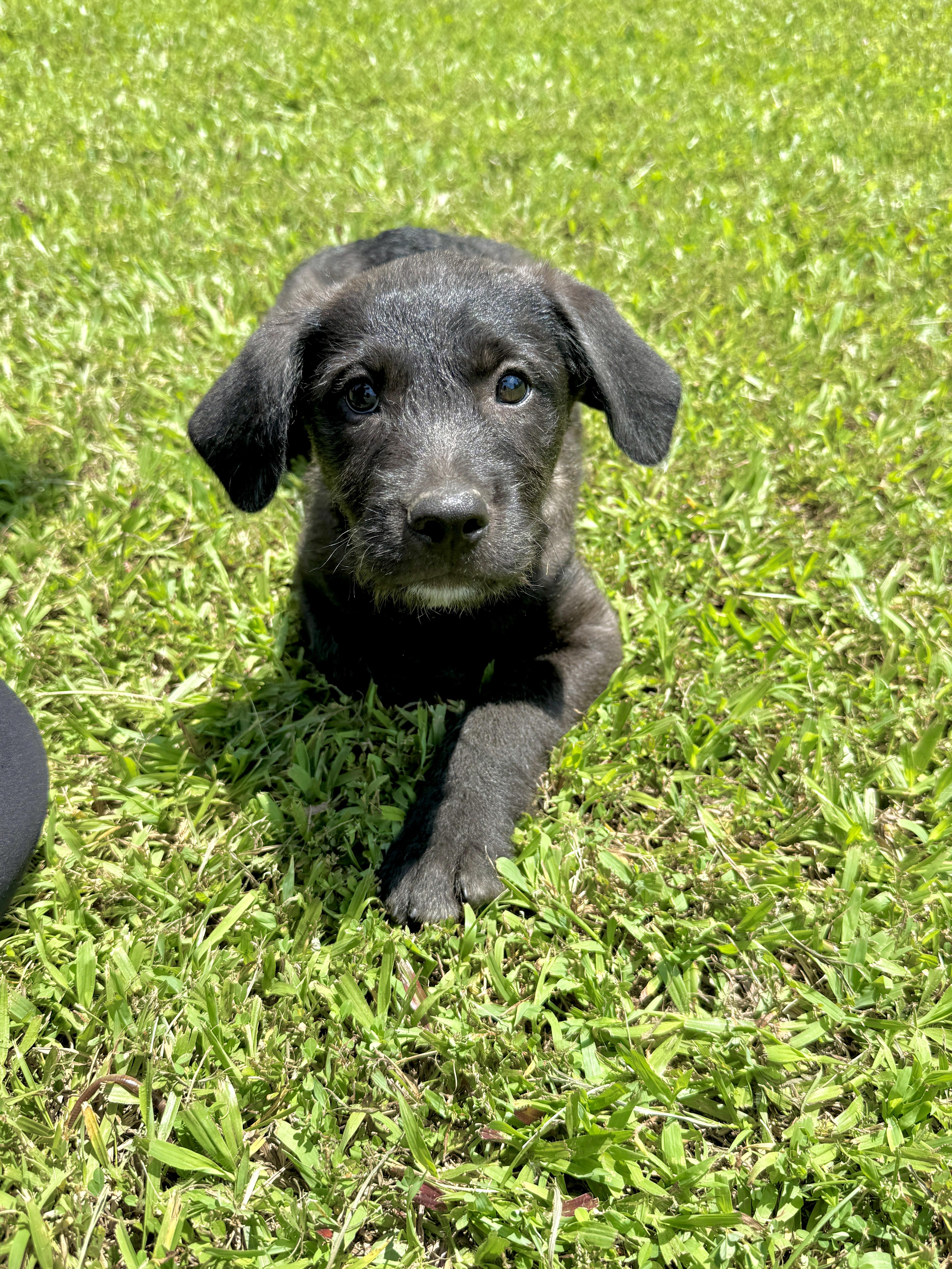 Kennedy, a Adoptable mixed breed in Stormville, NY image 2/6