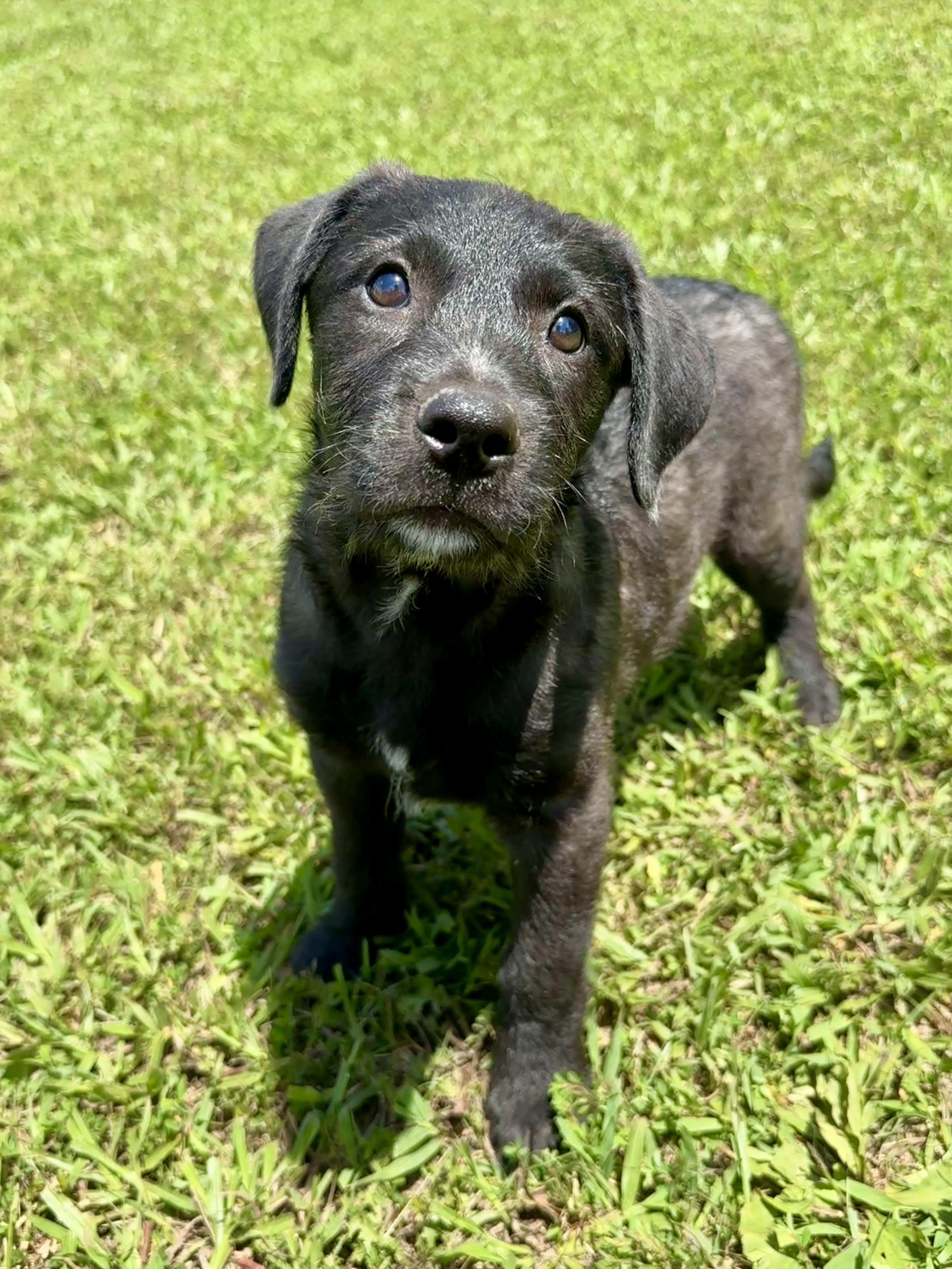 Kennedy, a Adoptable mixed breed in Stormville, NY image 4/6