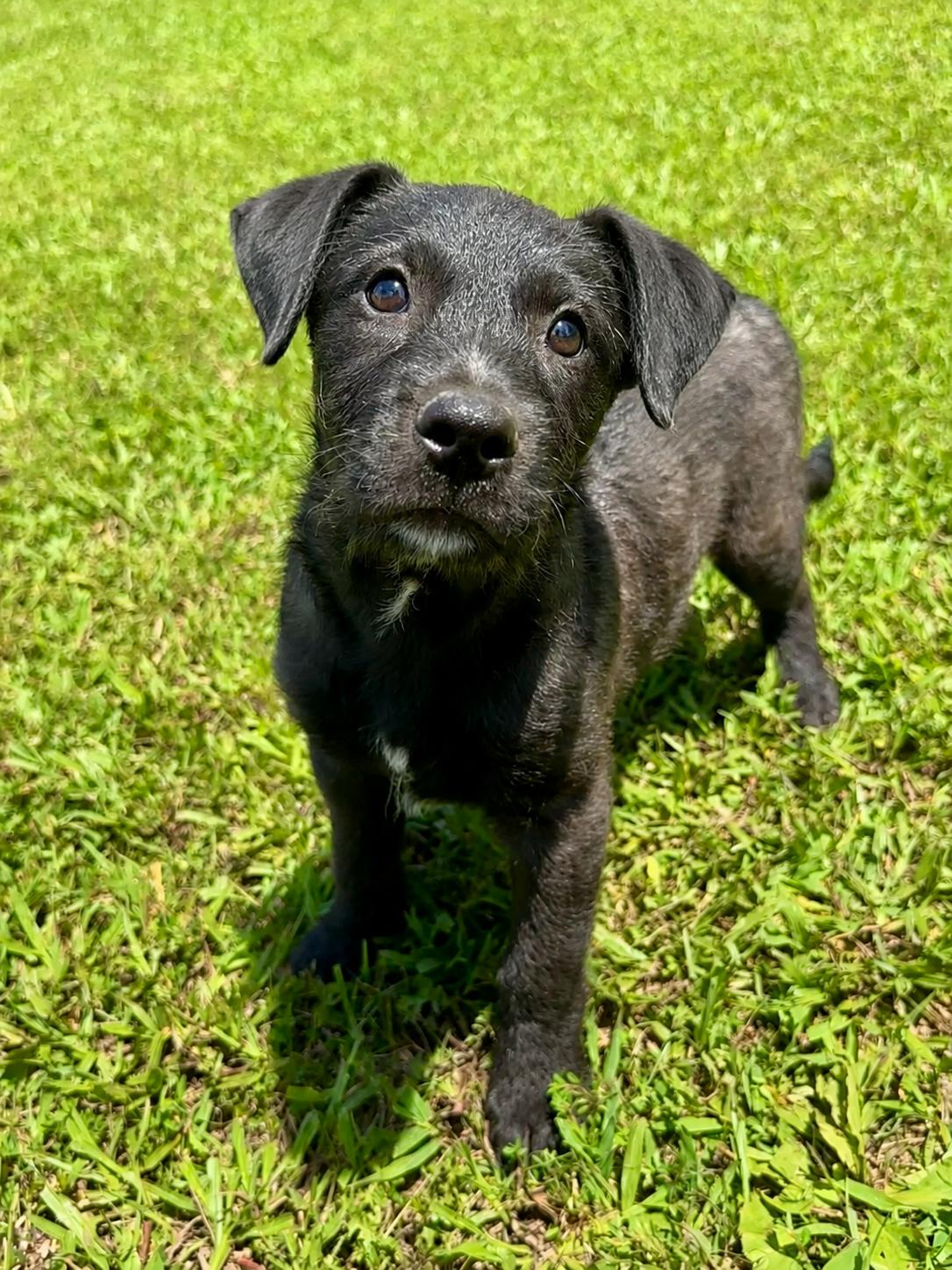 Kennedy, a Adoptable mixed breed in Stormville, NY image 5/6