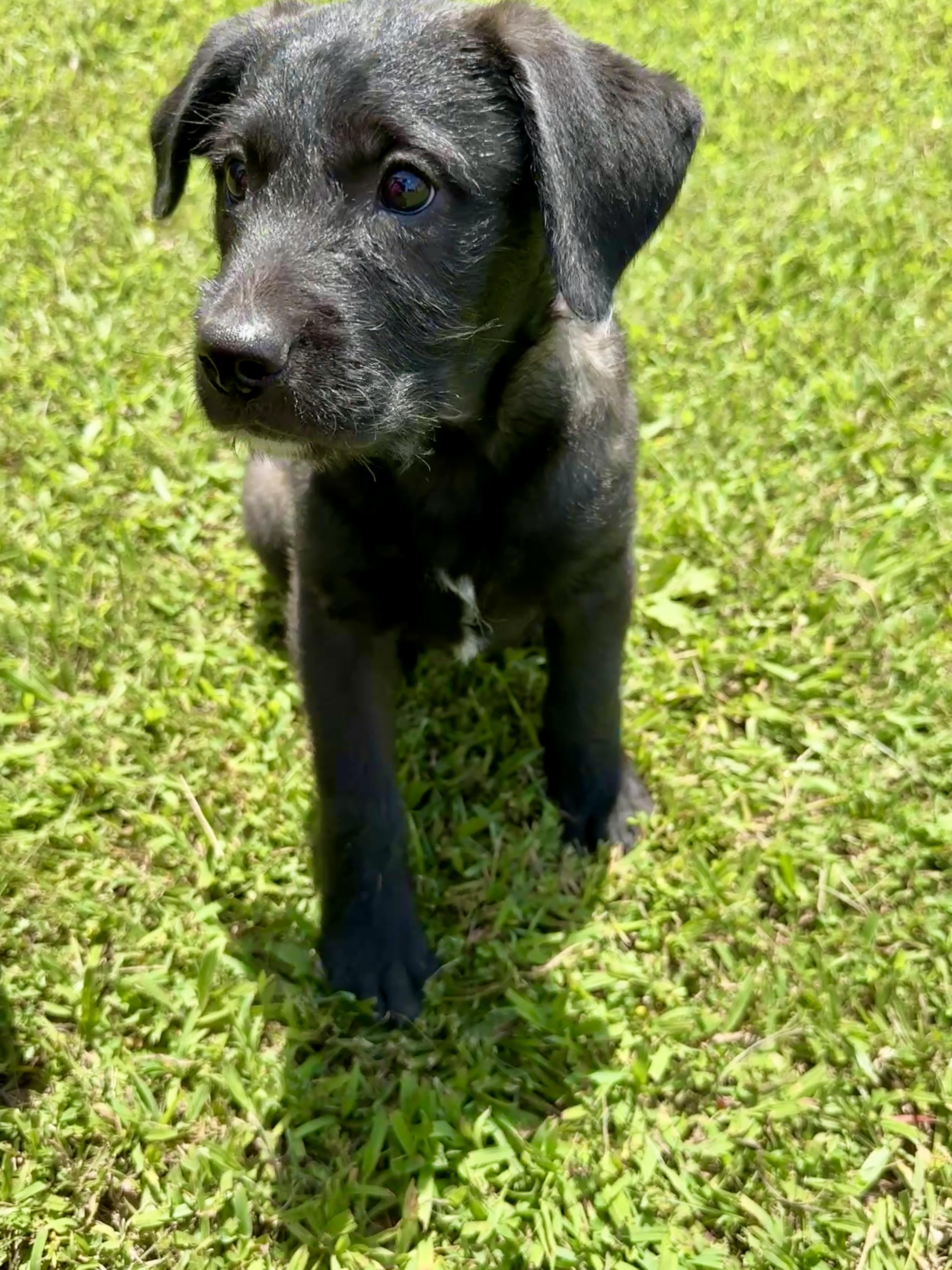 Kennedy, a Adoptable mixed breed in Stormville, NY image 3/6