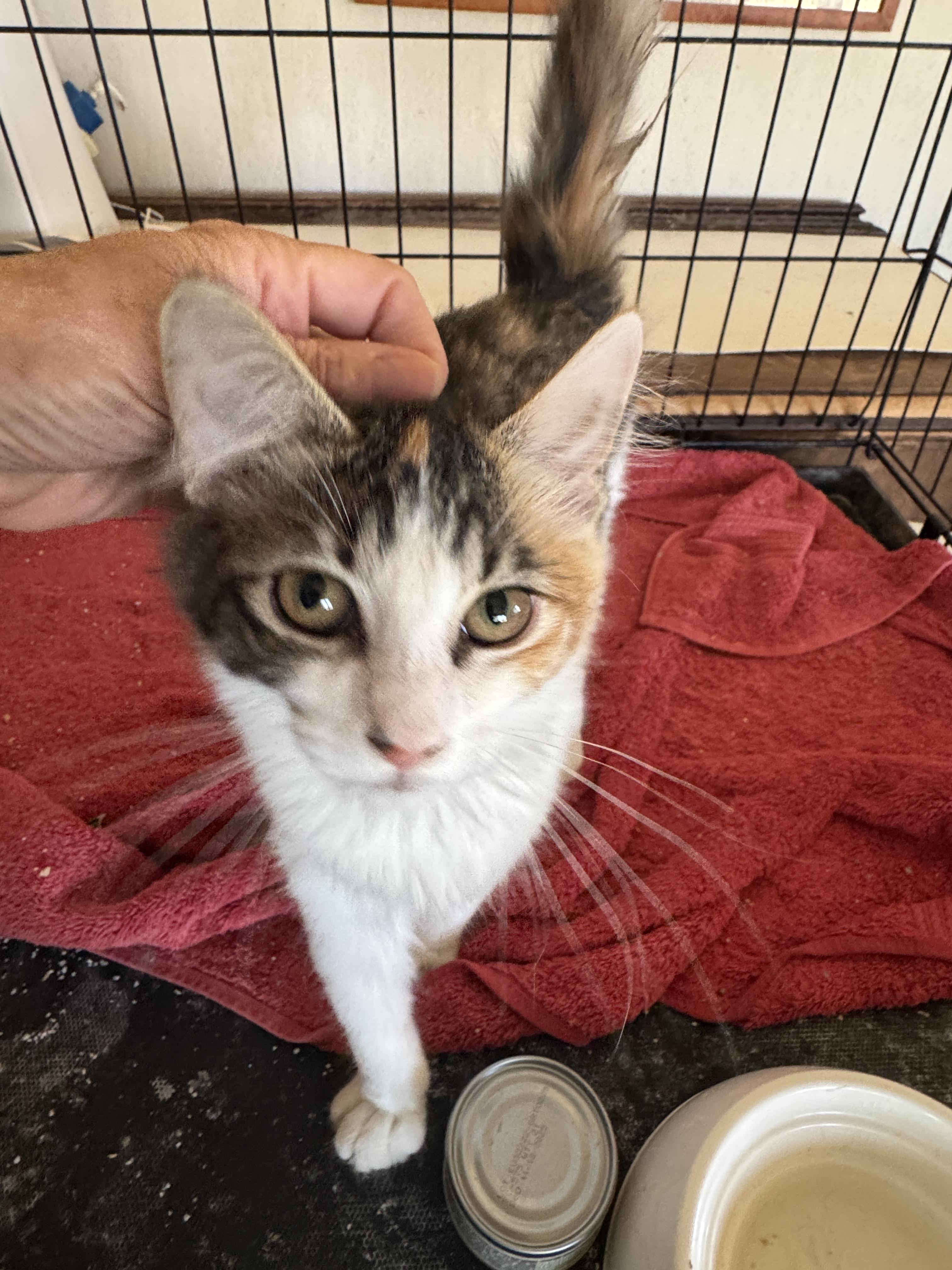 Enlarge Marina, a ADOPTABLE mixed breed in Gresham, OR image 2/4