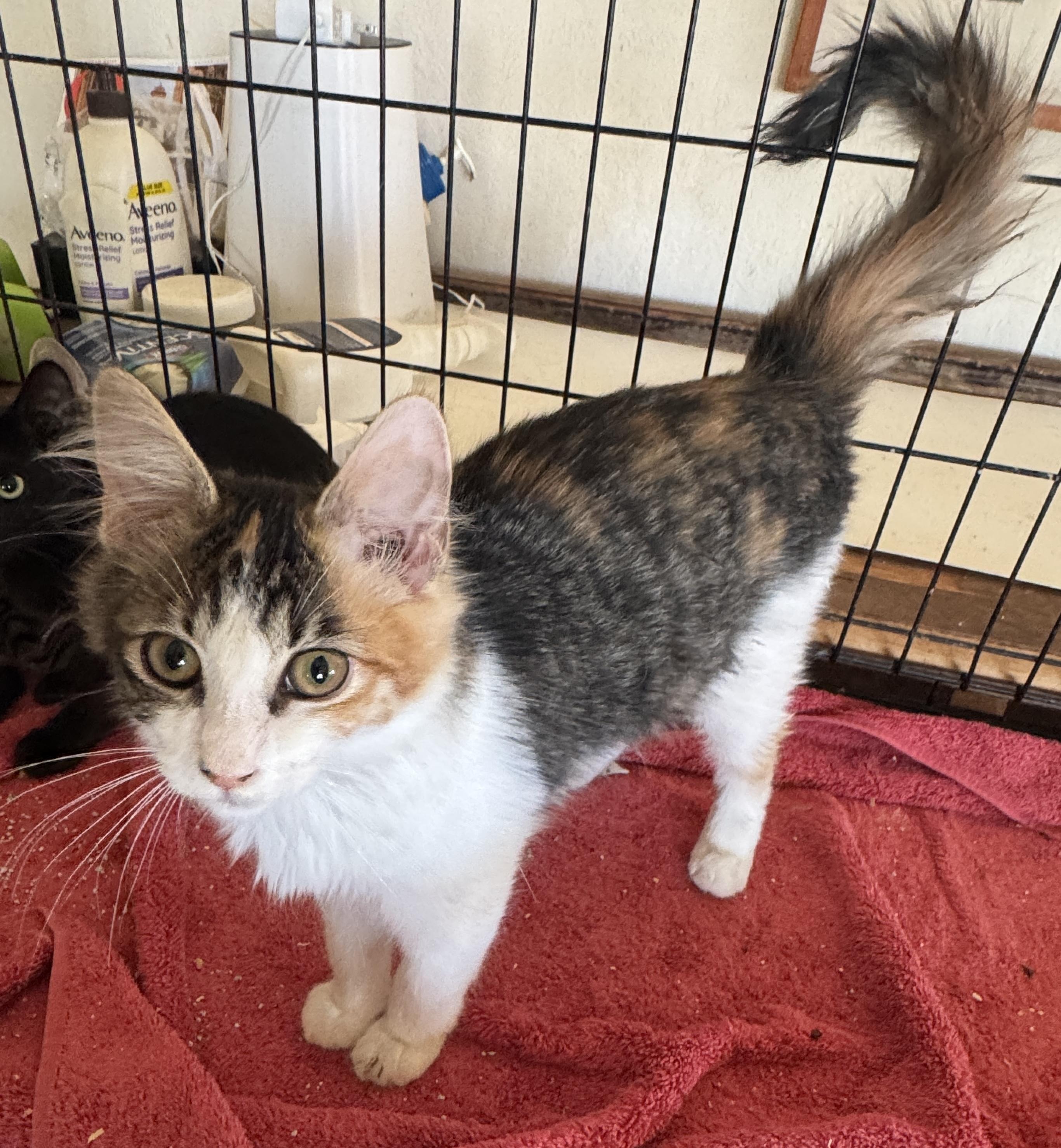 Marina, ADOPTABLE, Kitten Female Calico & Domestic Medium Hair.